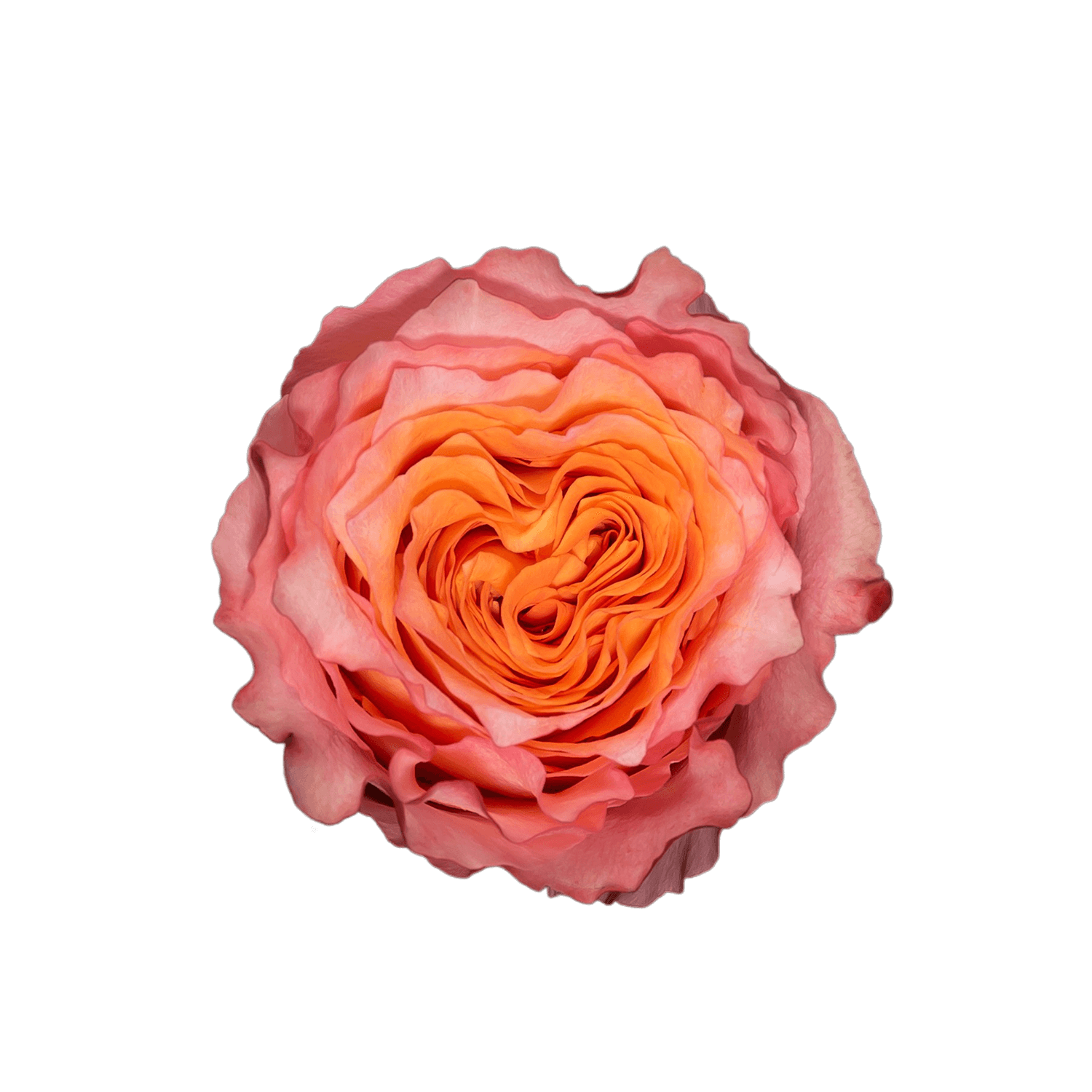 Free Spirit Garden Rose