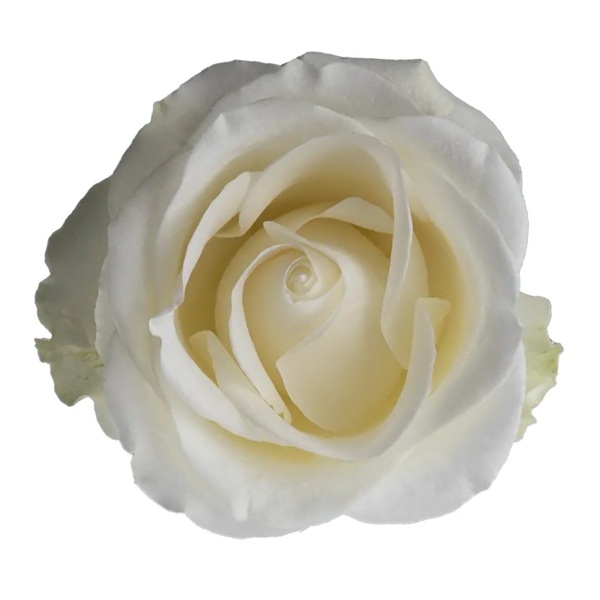 Tibet Rose