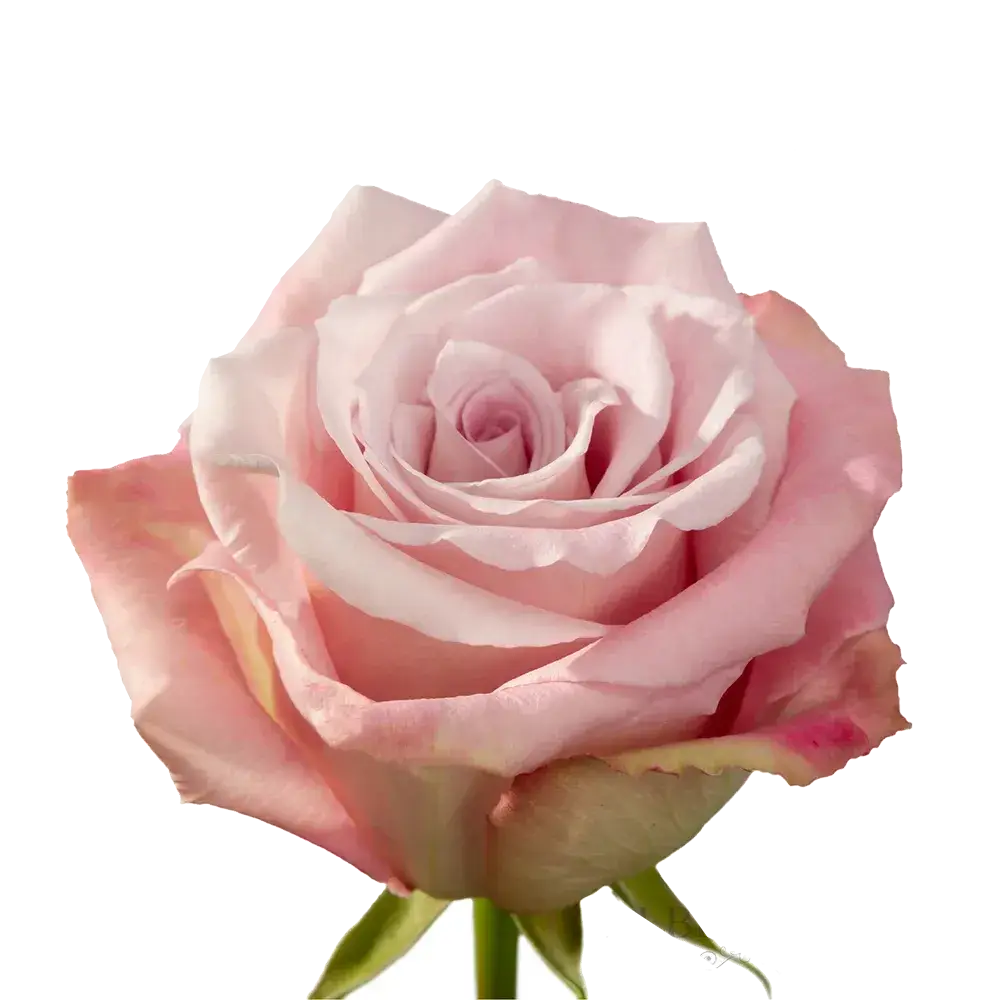 Faith Rose (100 Stems)