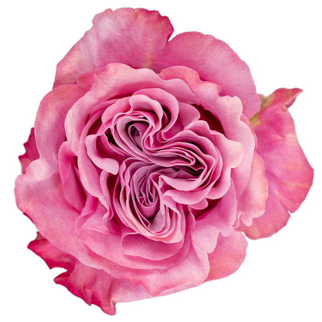 Country Blues Garden Rose