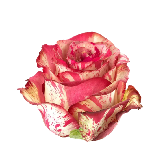 Magic Times Rose (100 Stems)
