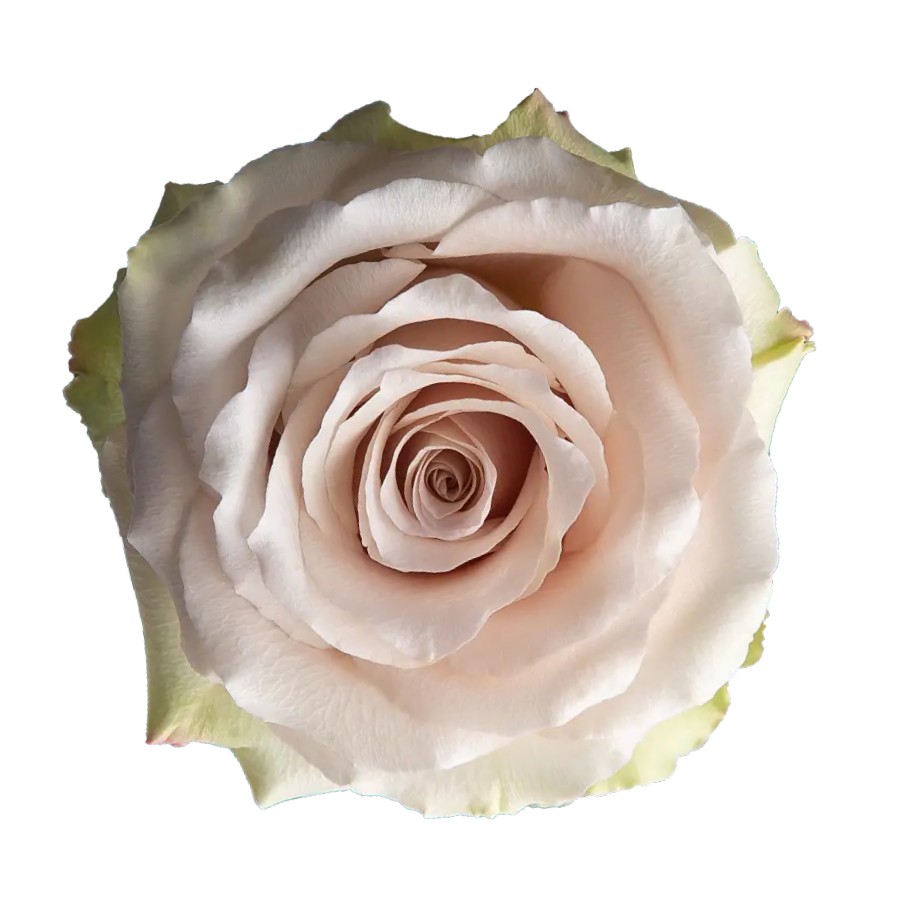 Quicksand Rose
