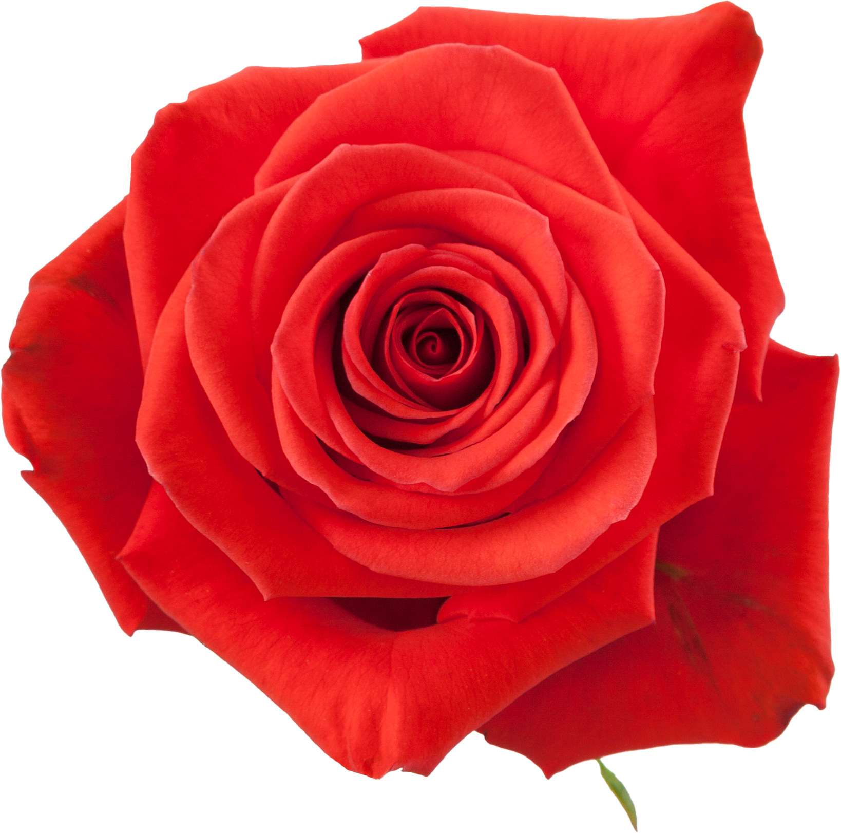 Nina Rose (100 Stems)