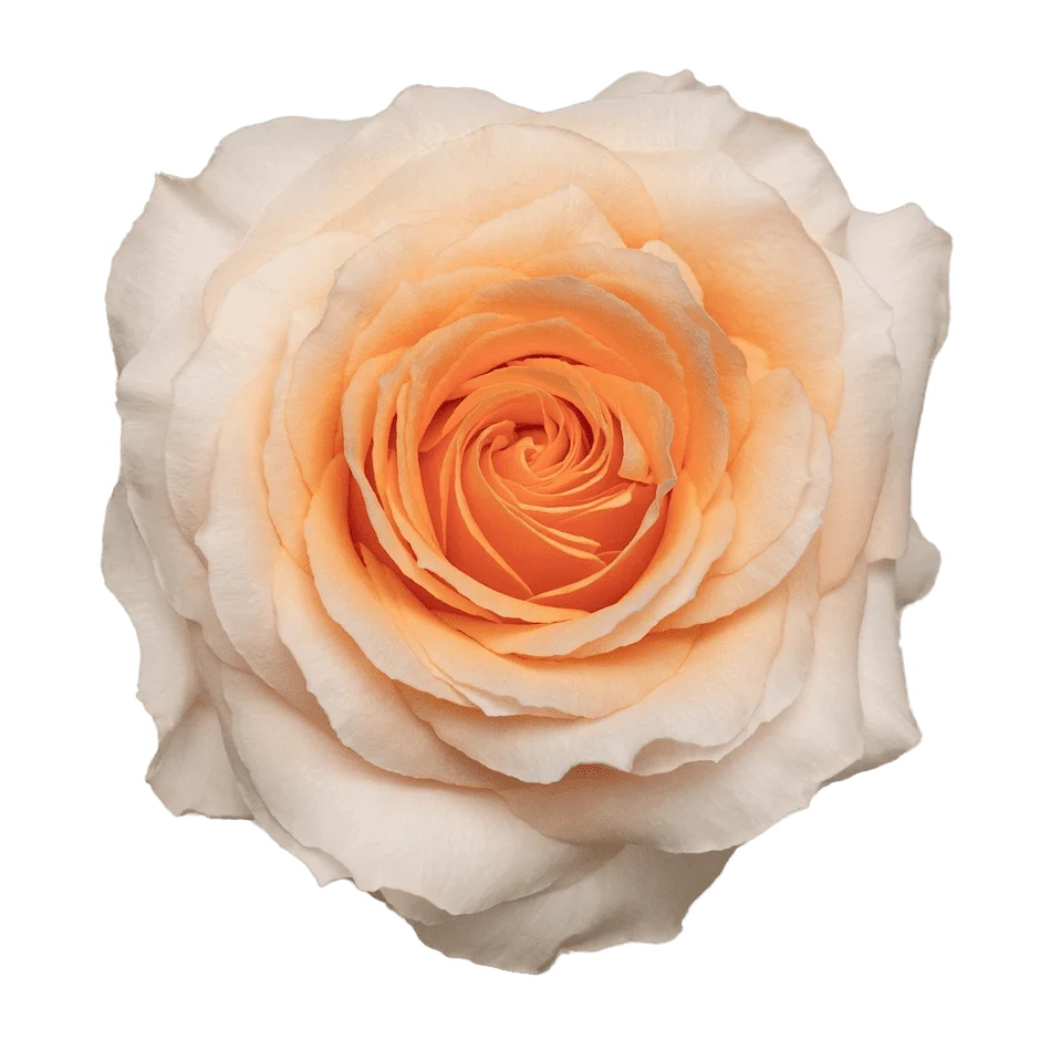 Felicity Garden Rose