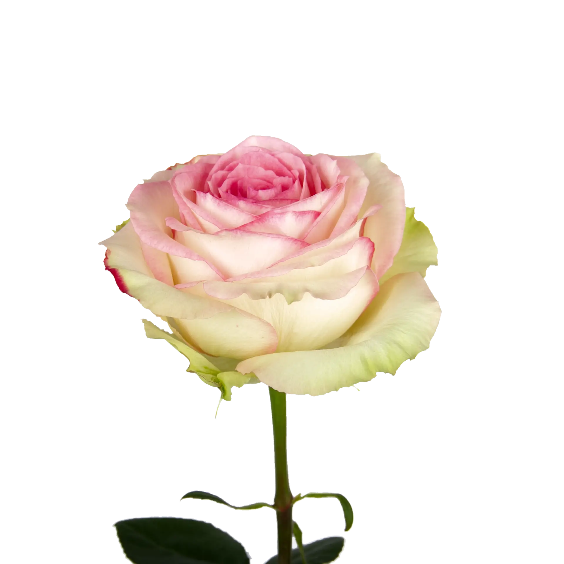 Esperance Rose (100 Stems)