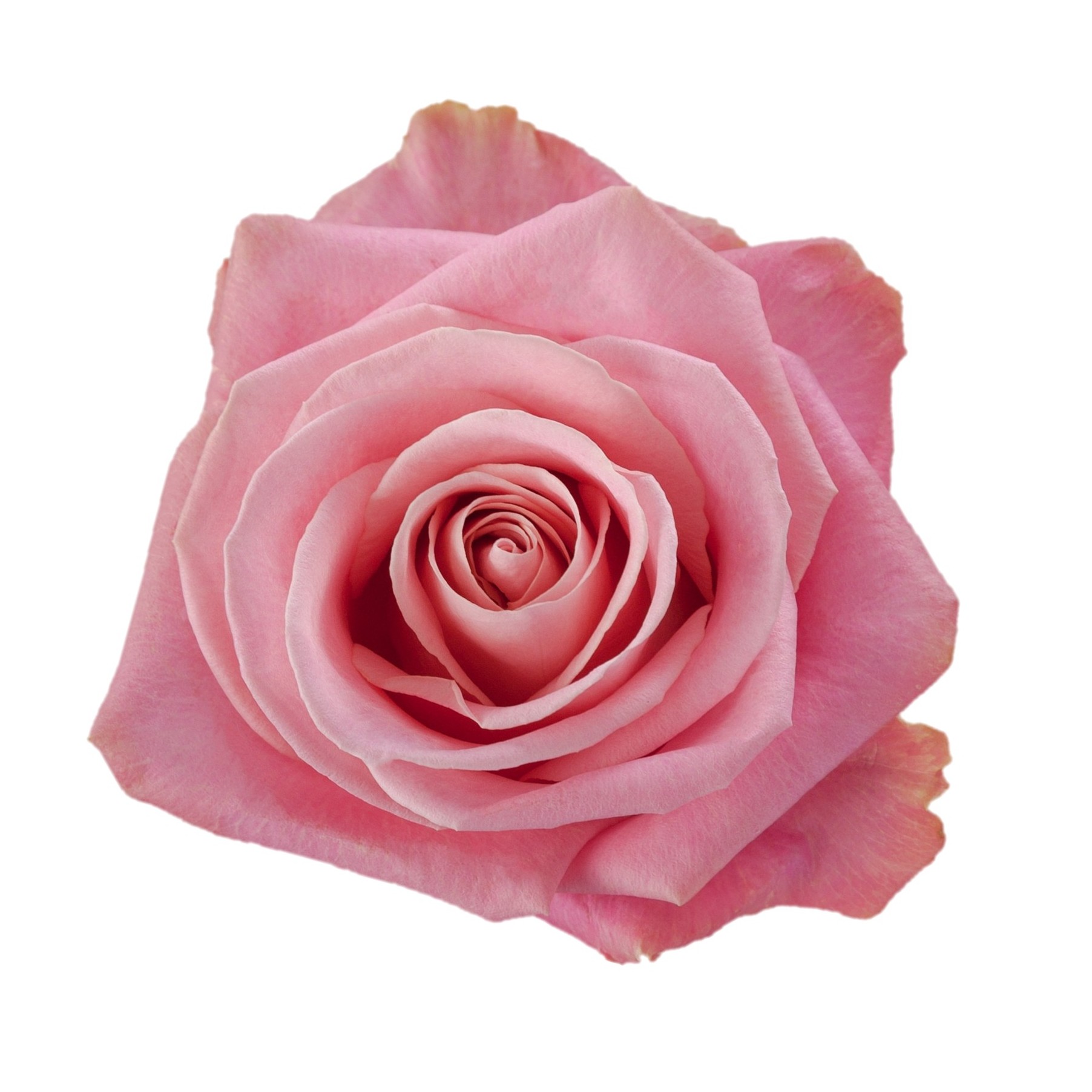 Pink Candy Rose
