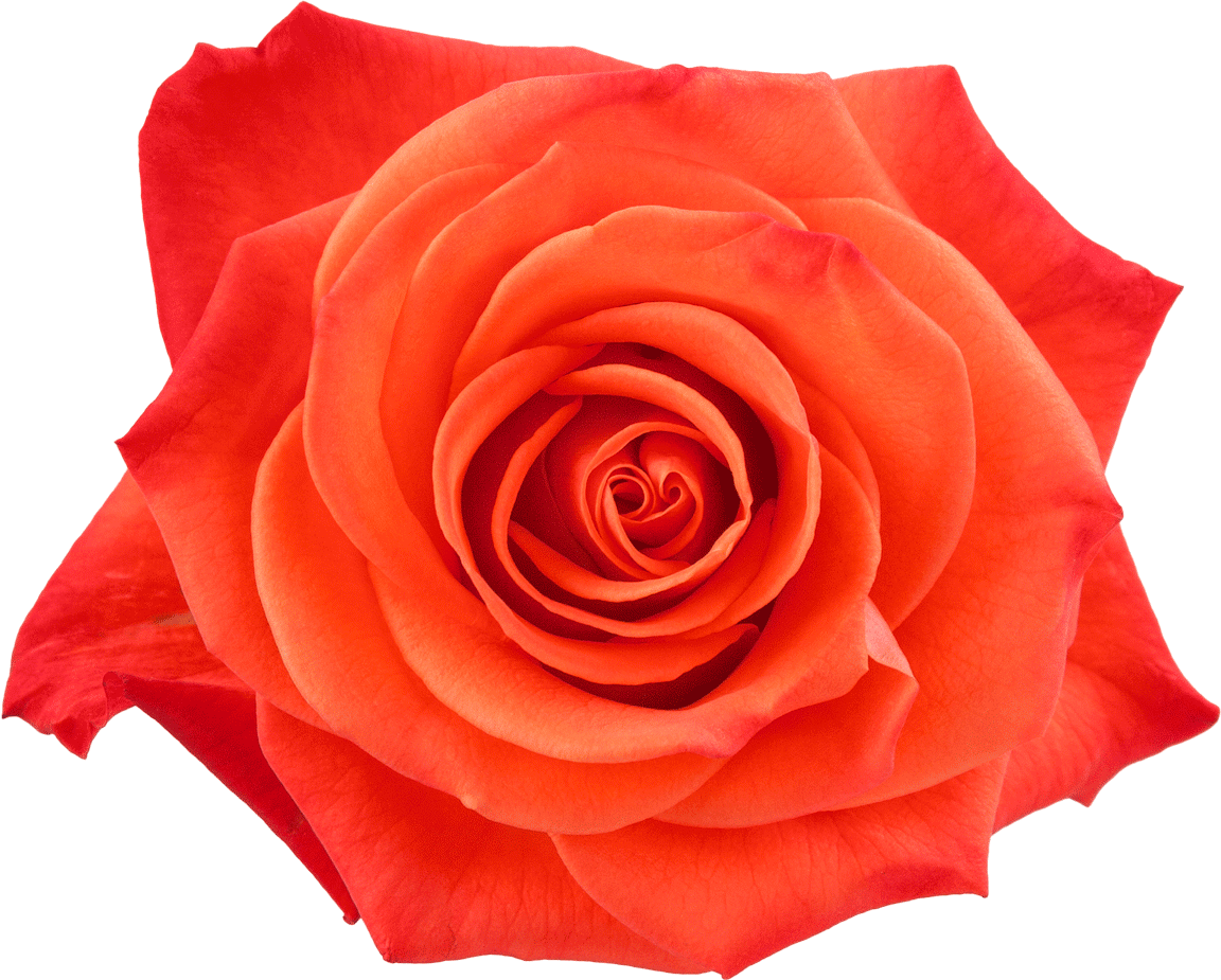 Orange Crush Rose