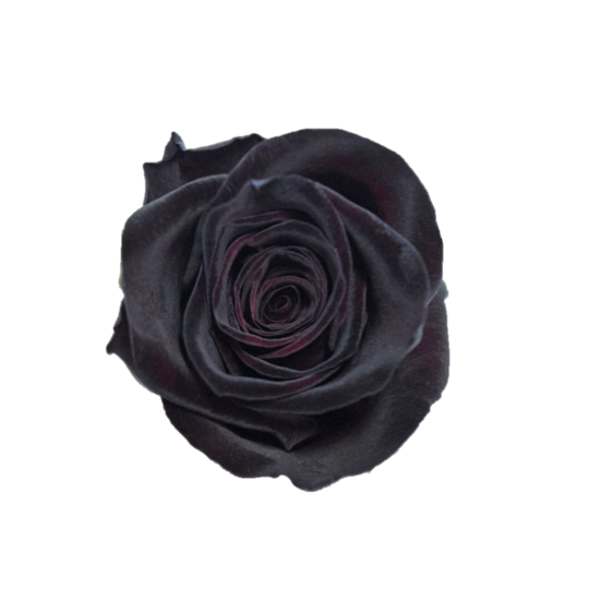 Black Baccara Rose (100 Stems)
