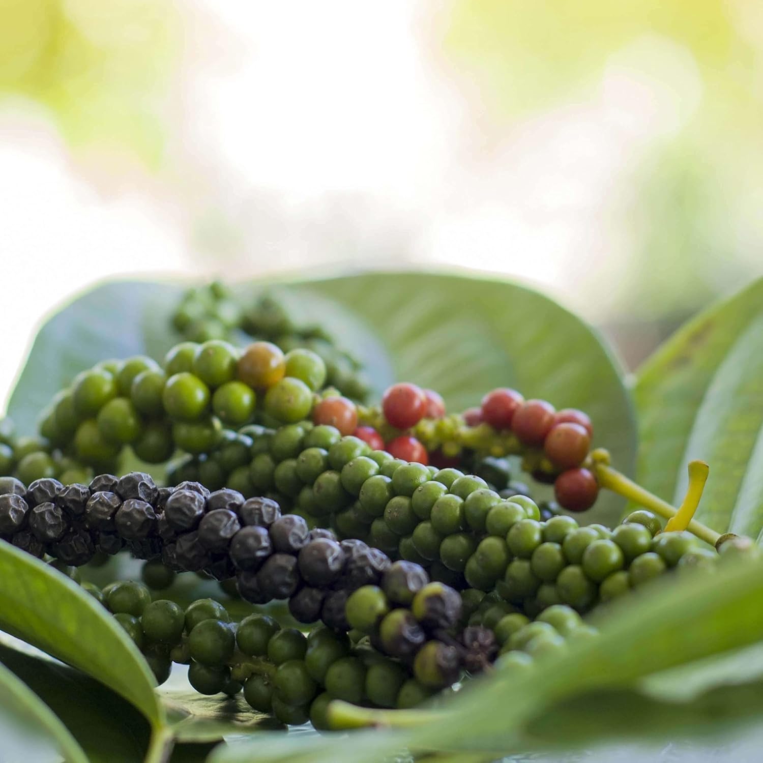 Aromatische ganze schwarze Pfefferkörner 100 g 