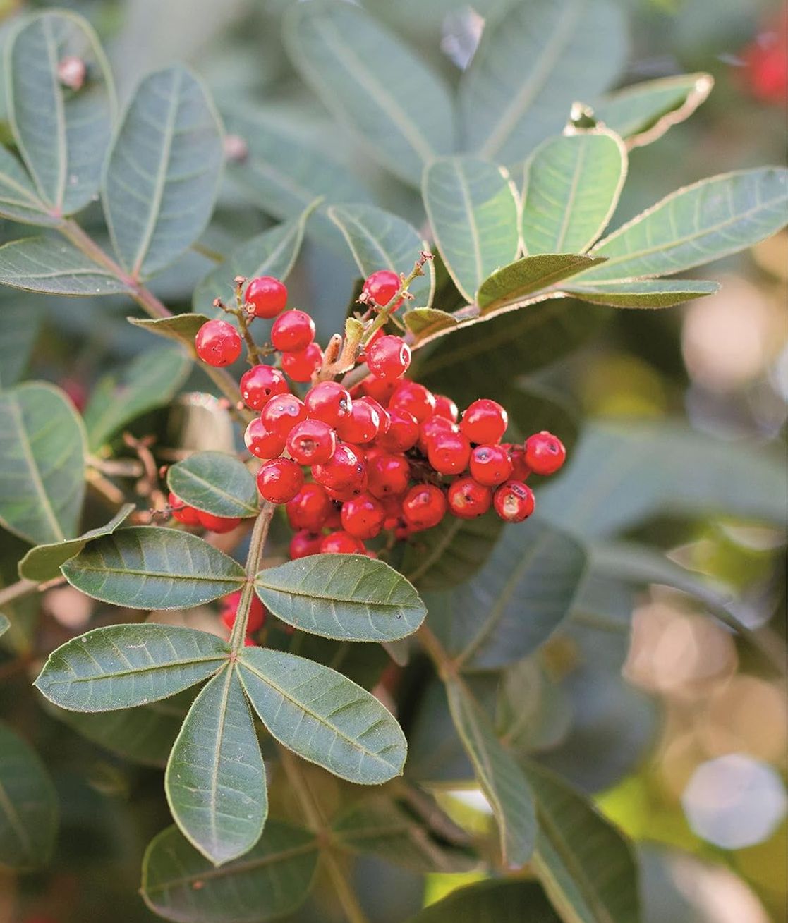 Rosa Pfeffer – Ganze Beeren • 100 g