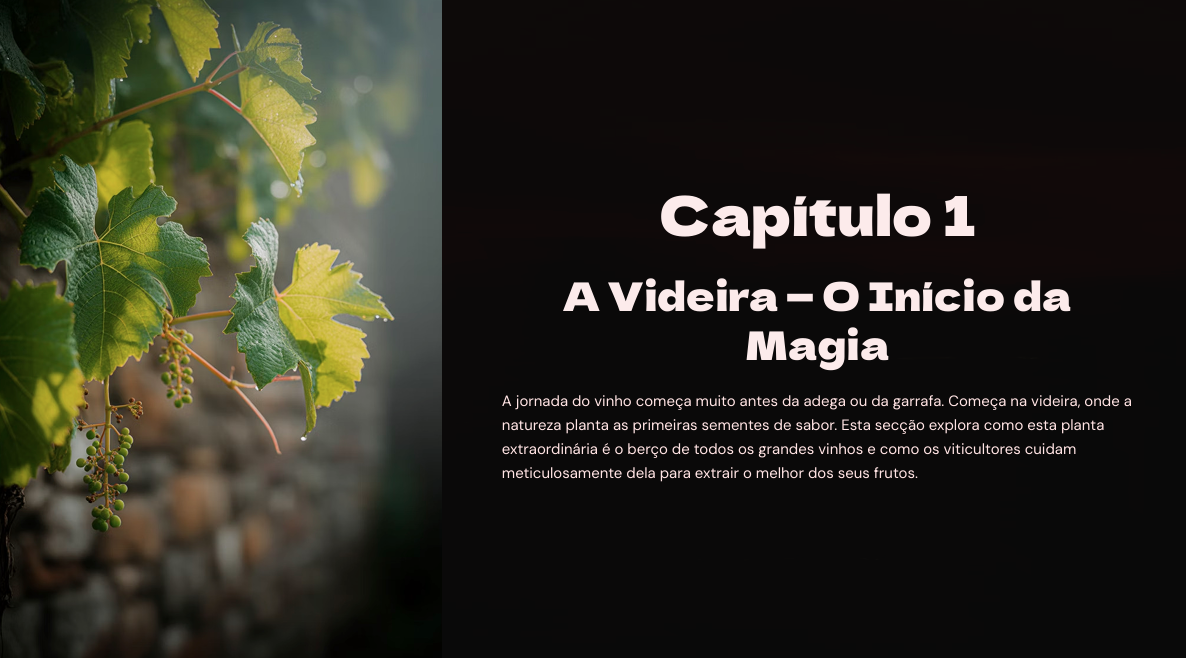 O Mundo do Vinho: Da Videira à Garrafa