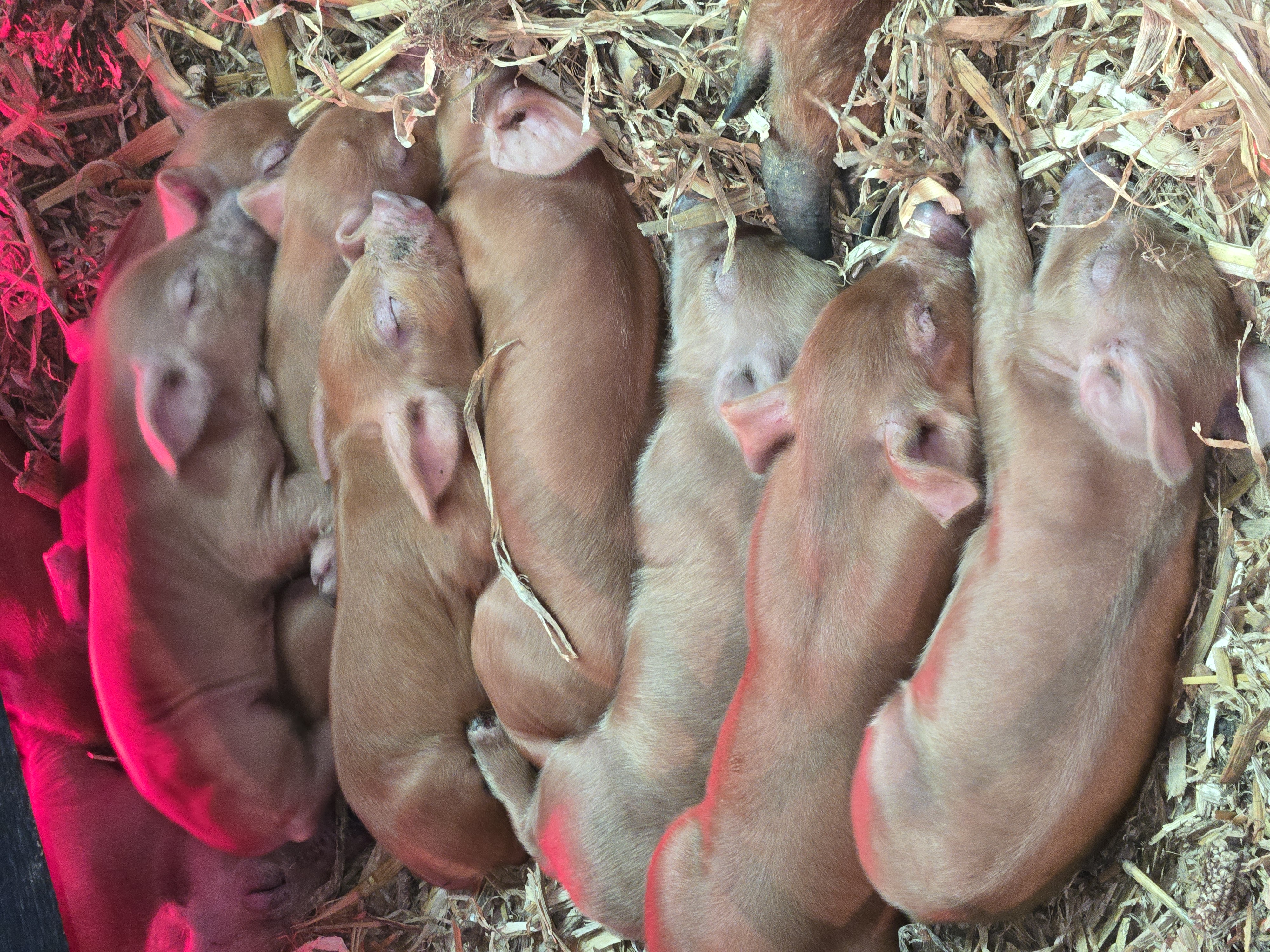 Heritage Red Wattle Piglets