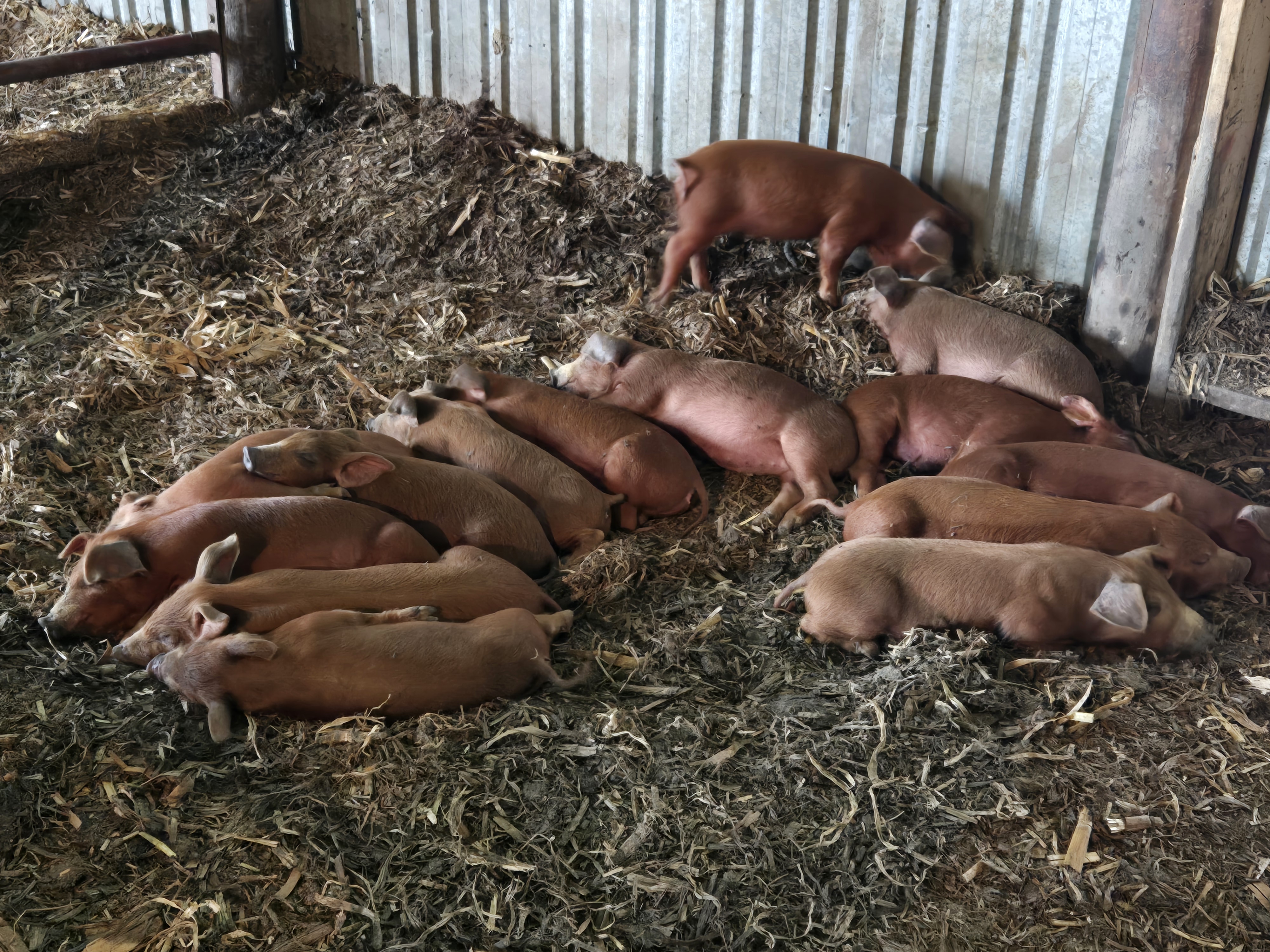 Heritage Red Wattle Piglets