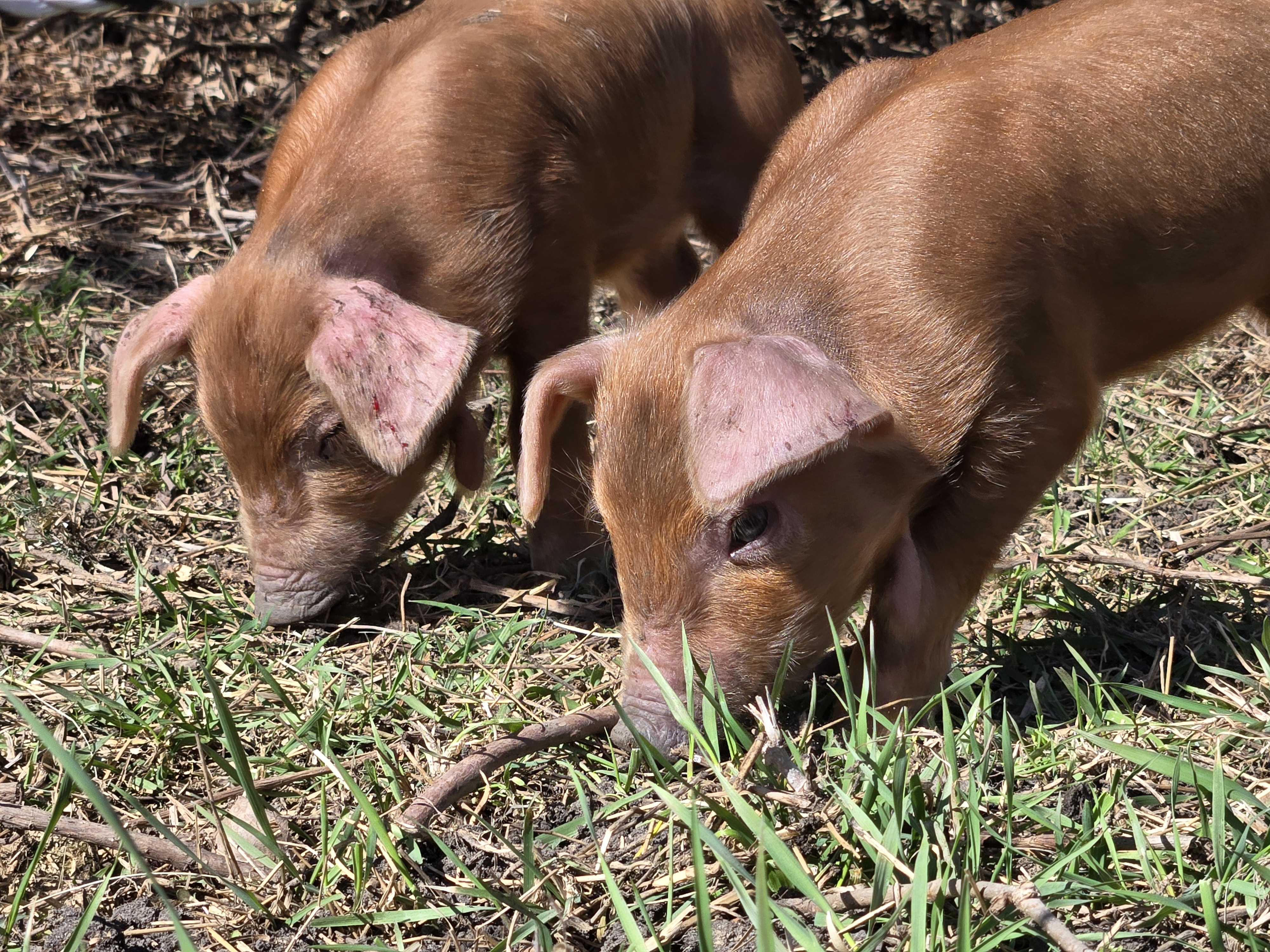Heritage Red Wattle Piglets