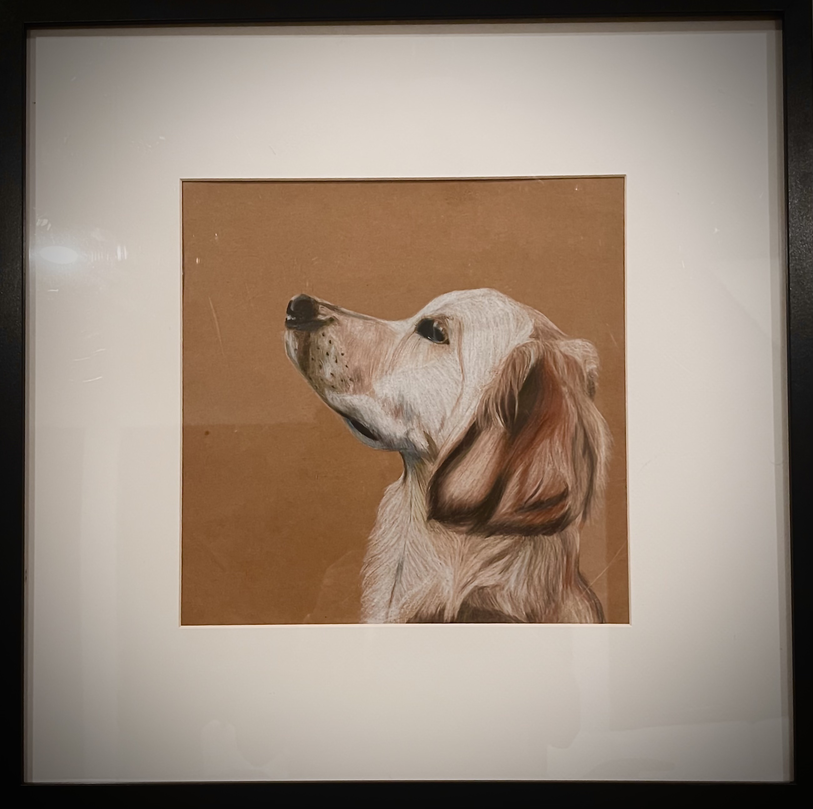 Side Profile (Canine Study)