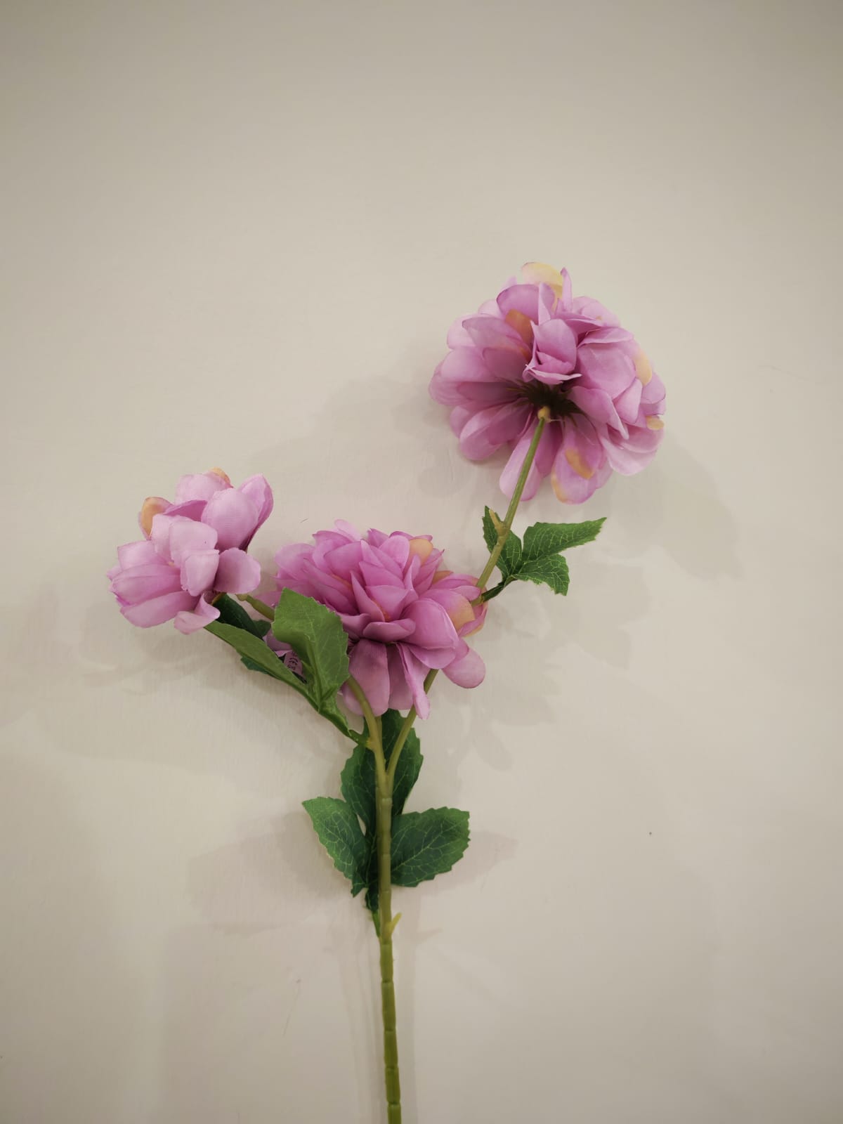 عرق ورد زهري