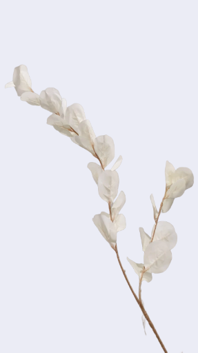 عرق زهور لون ابيض