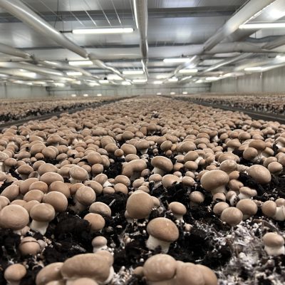 Fresh Brown Button Mushrooms