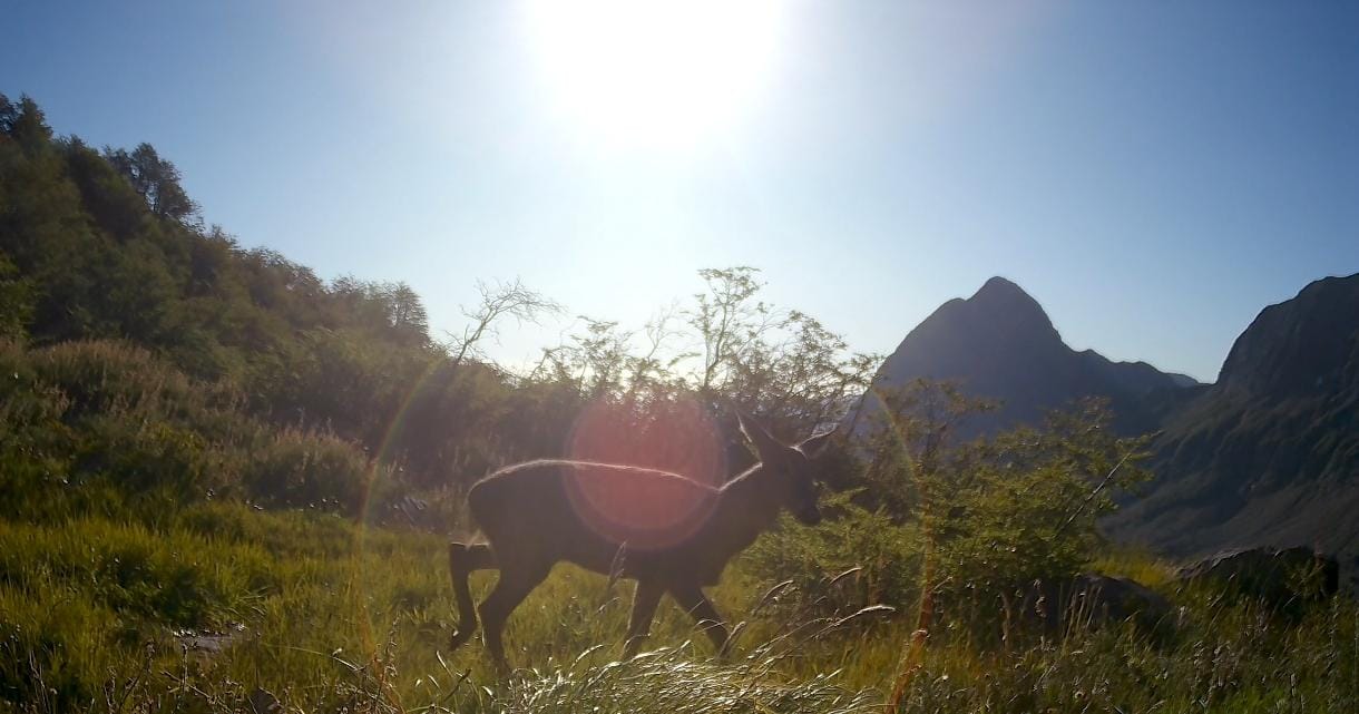 apoya al monitoreo y cuidado del huemul relicto de chile central