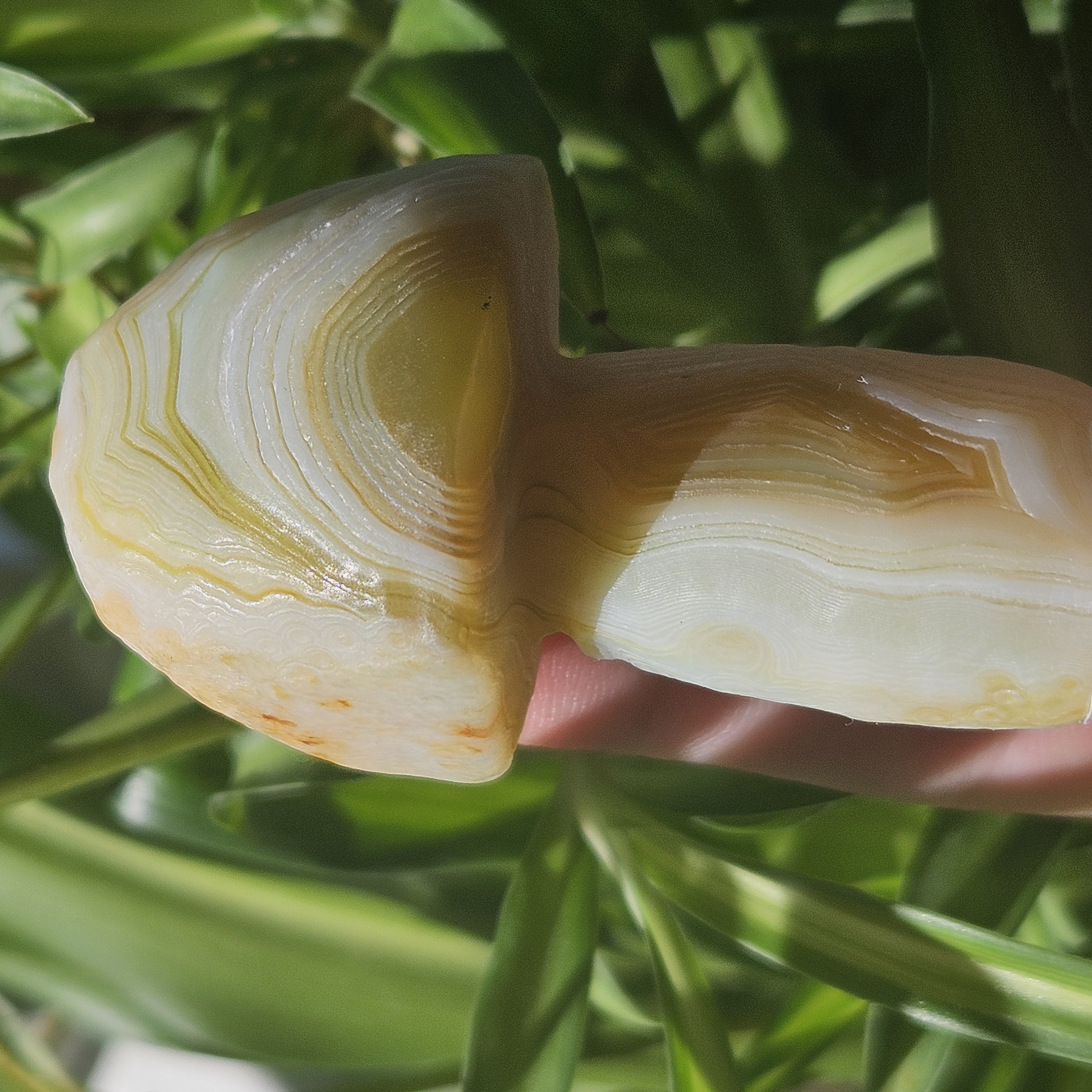 Cream-Gobi Agate Mushroom