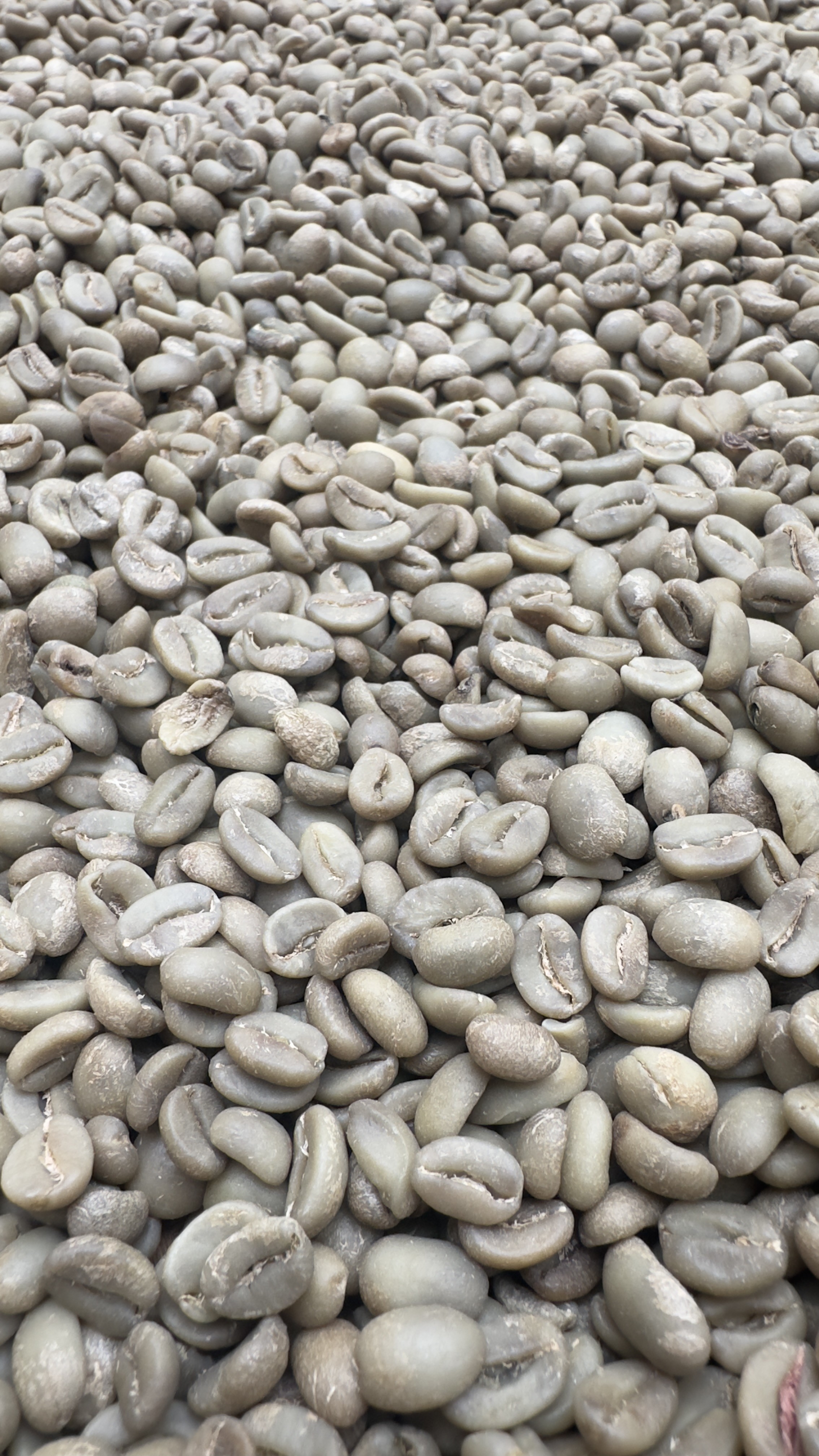 Green Beans Arabica Full Wash