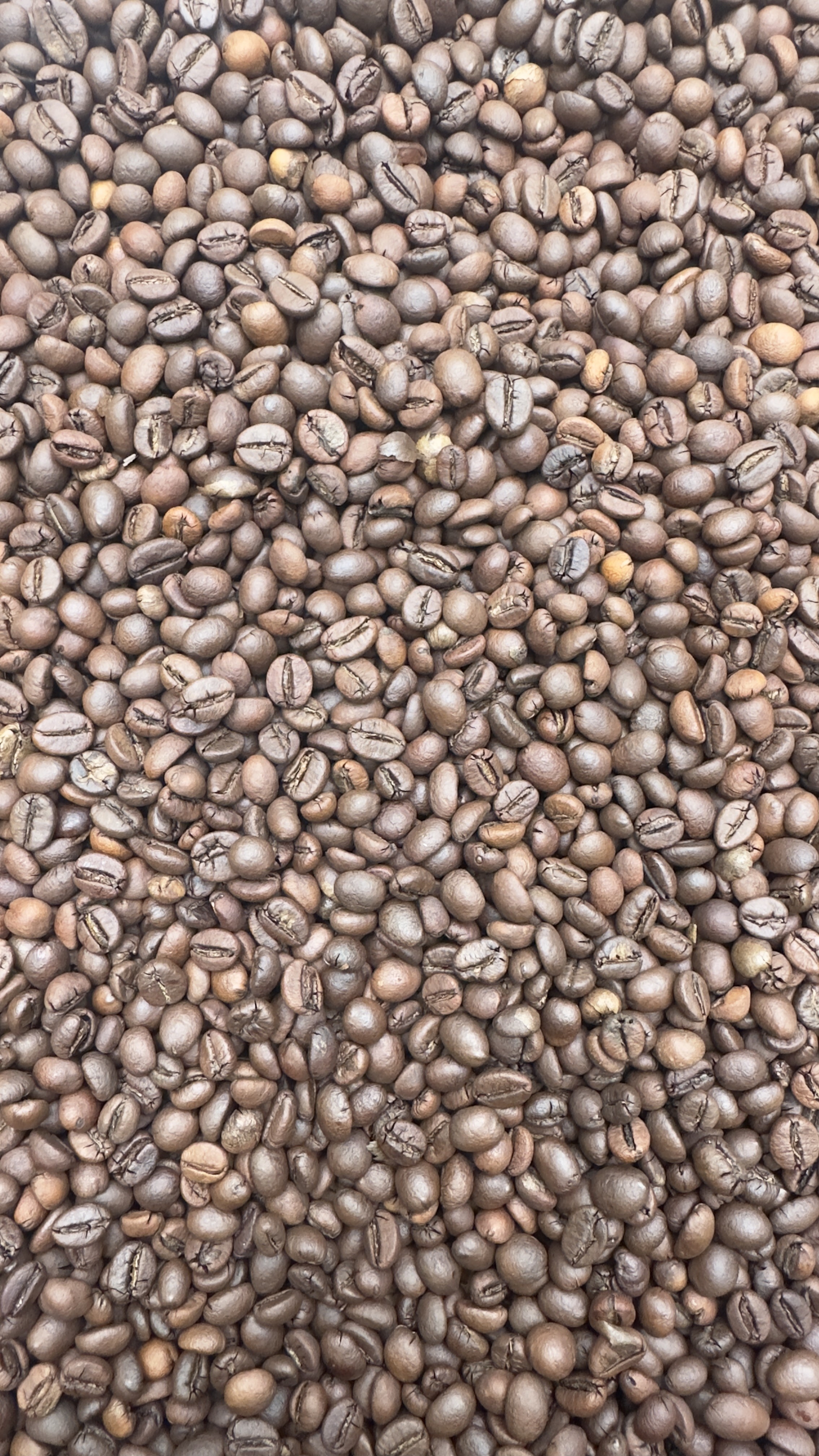 Roasted Beans Robusta