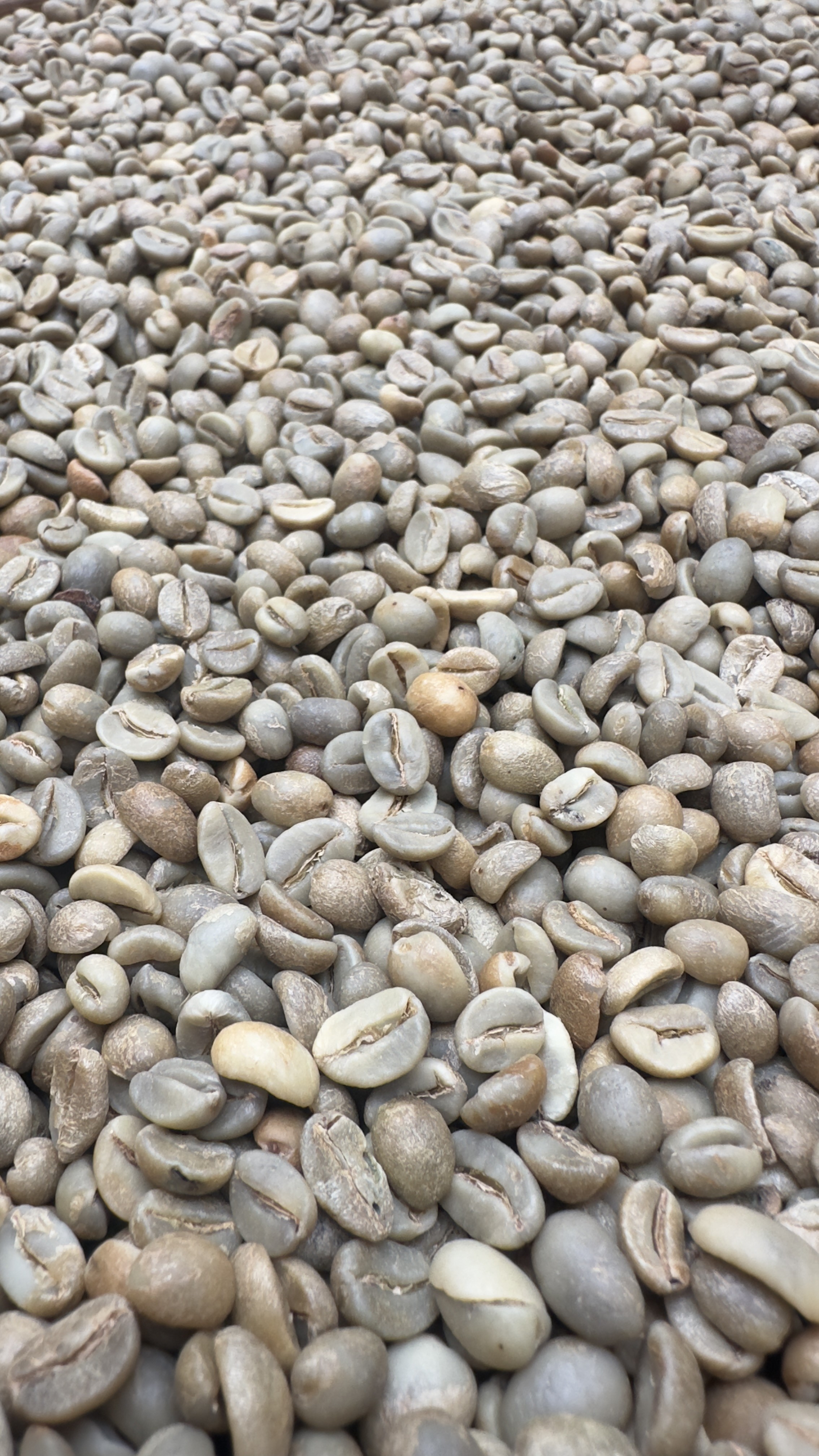 Green Beans Arabica Natural