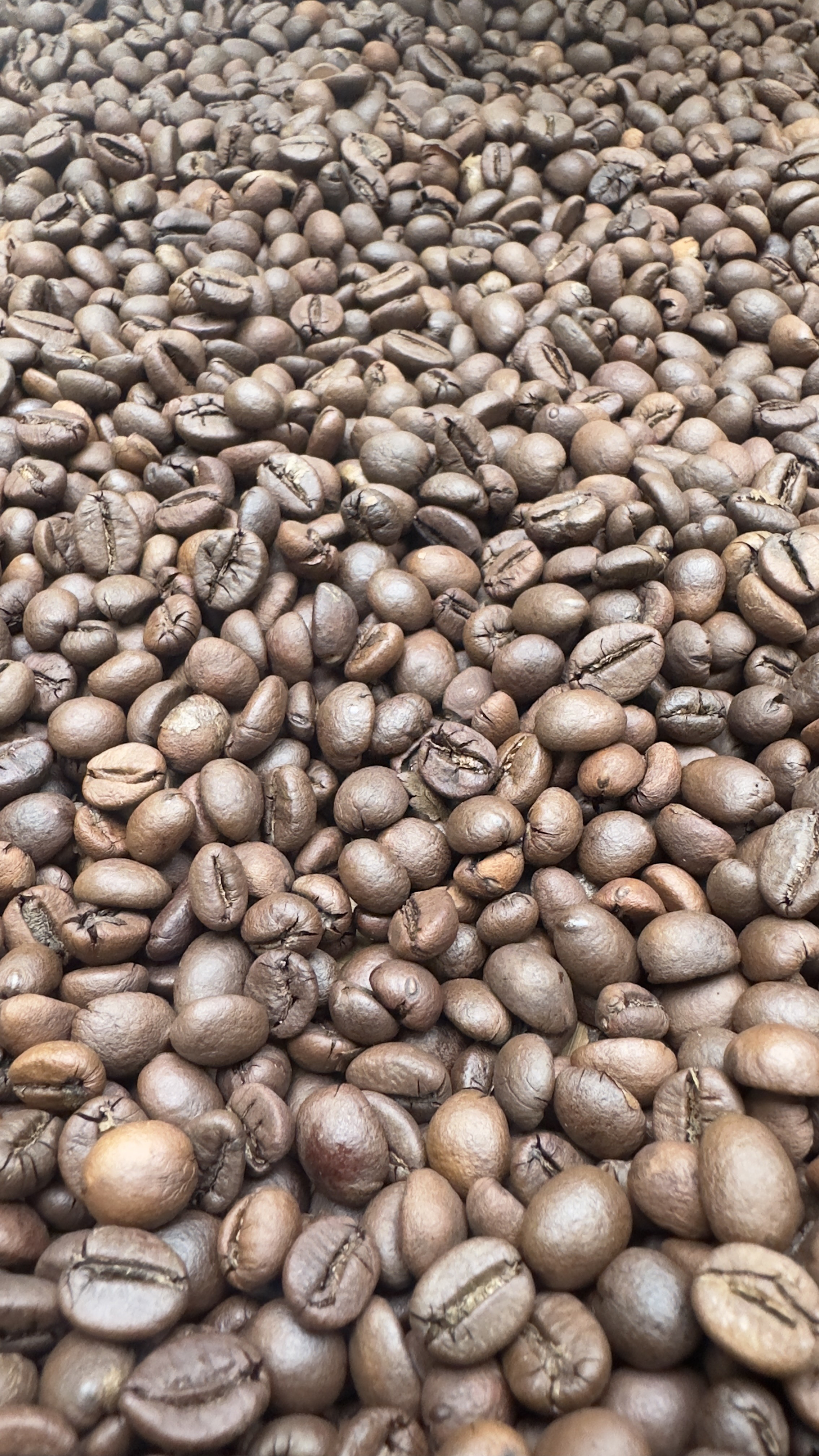 Roasted Beans Robusta
