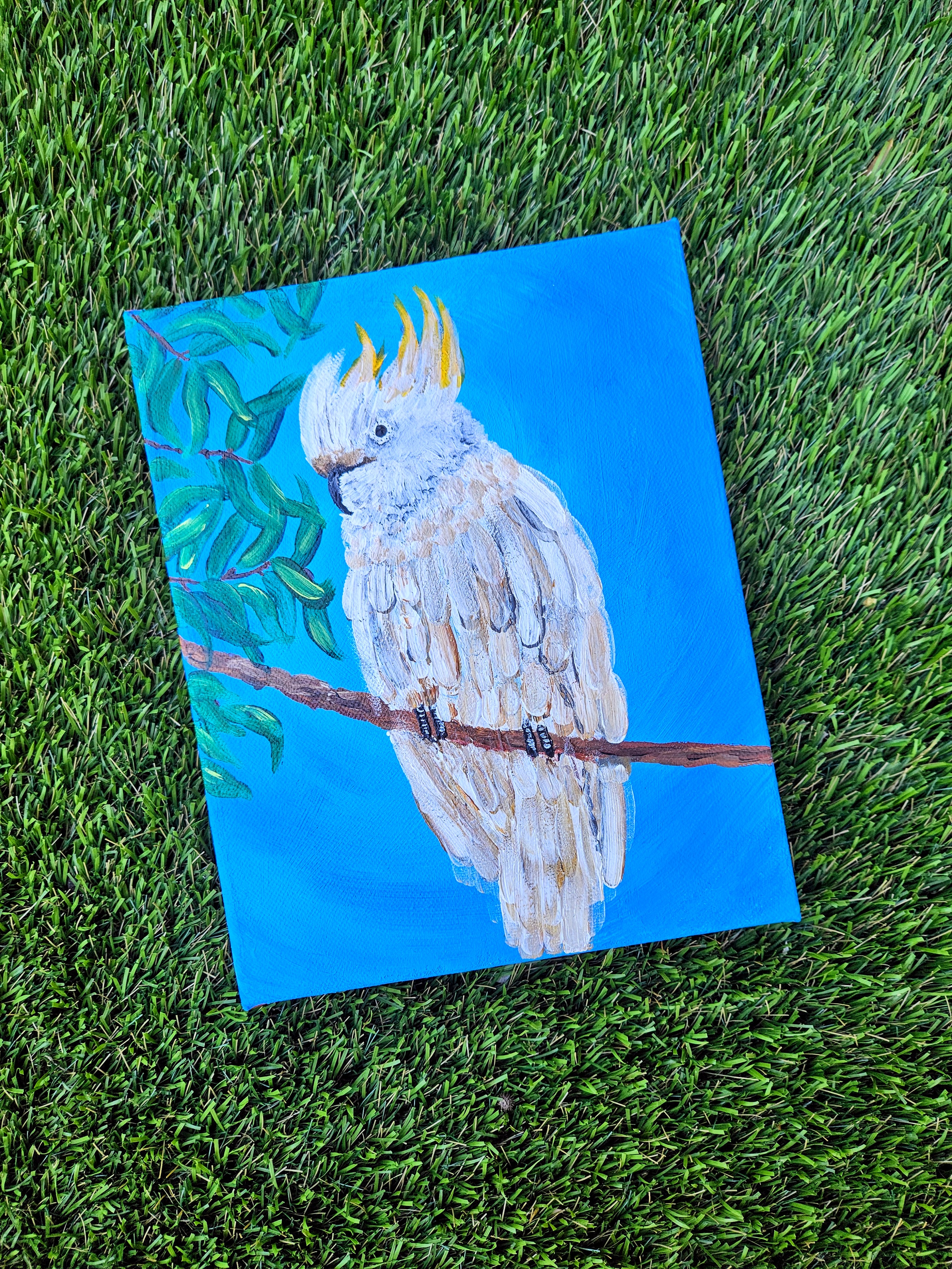 Sulpher-crested Cockatoo