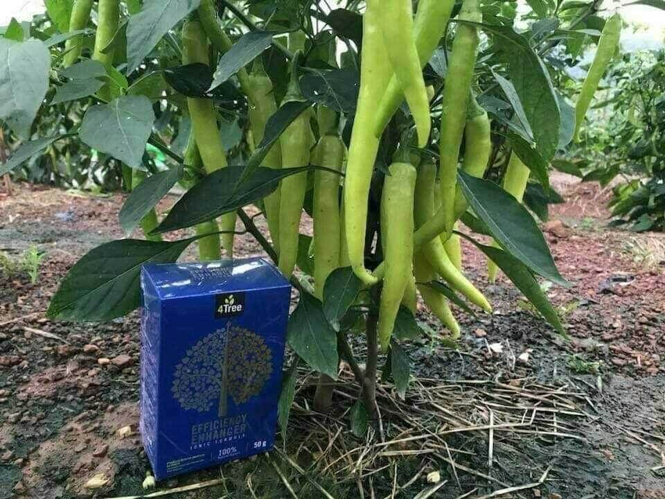 4Tree (engrais naturelles)