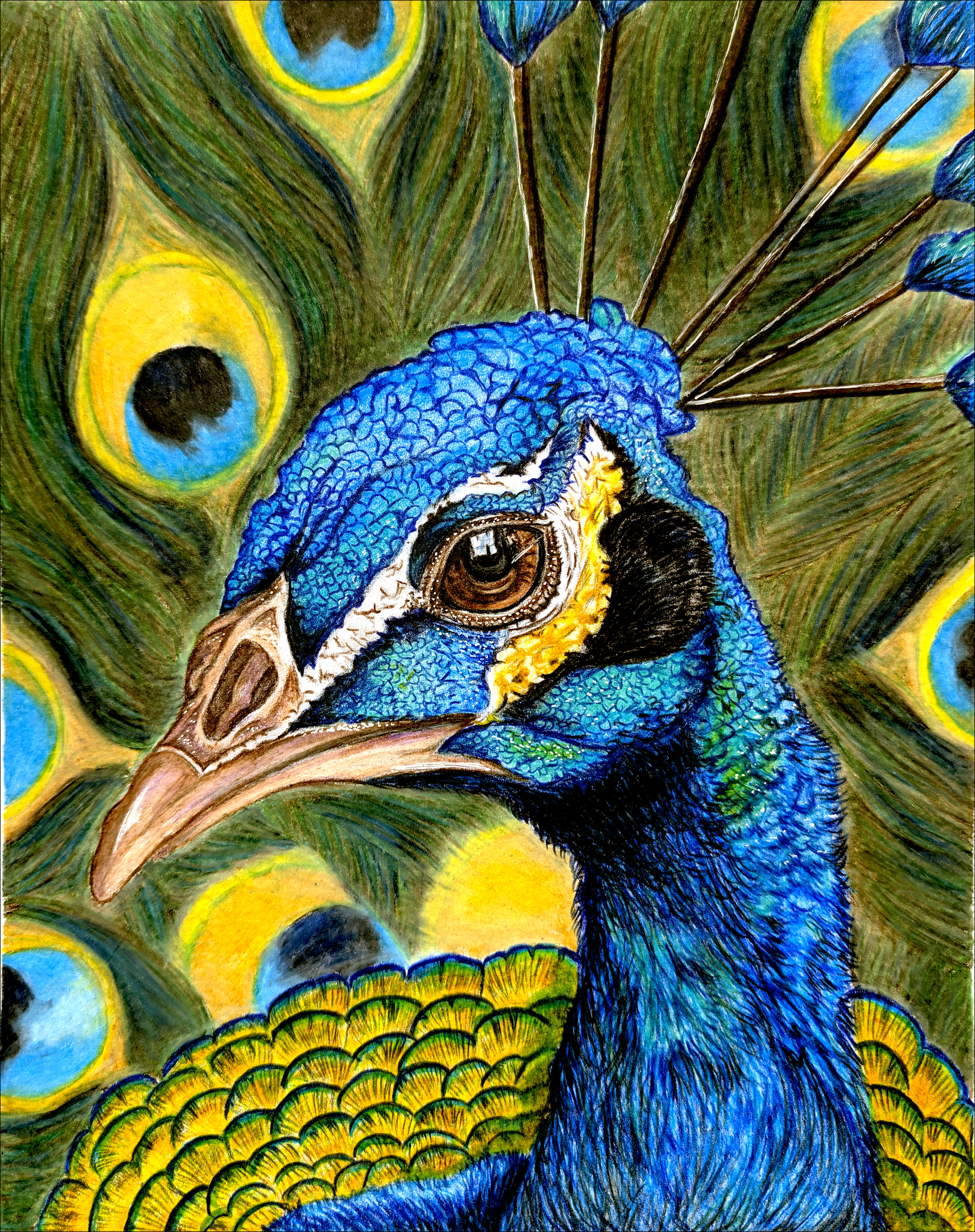 Peacock Print