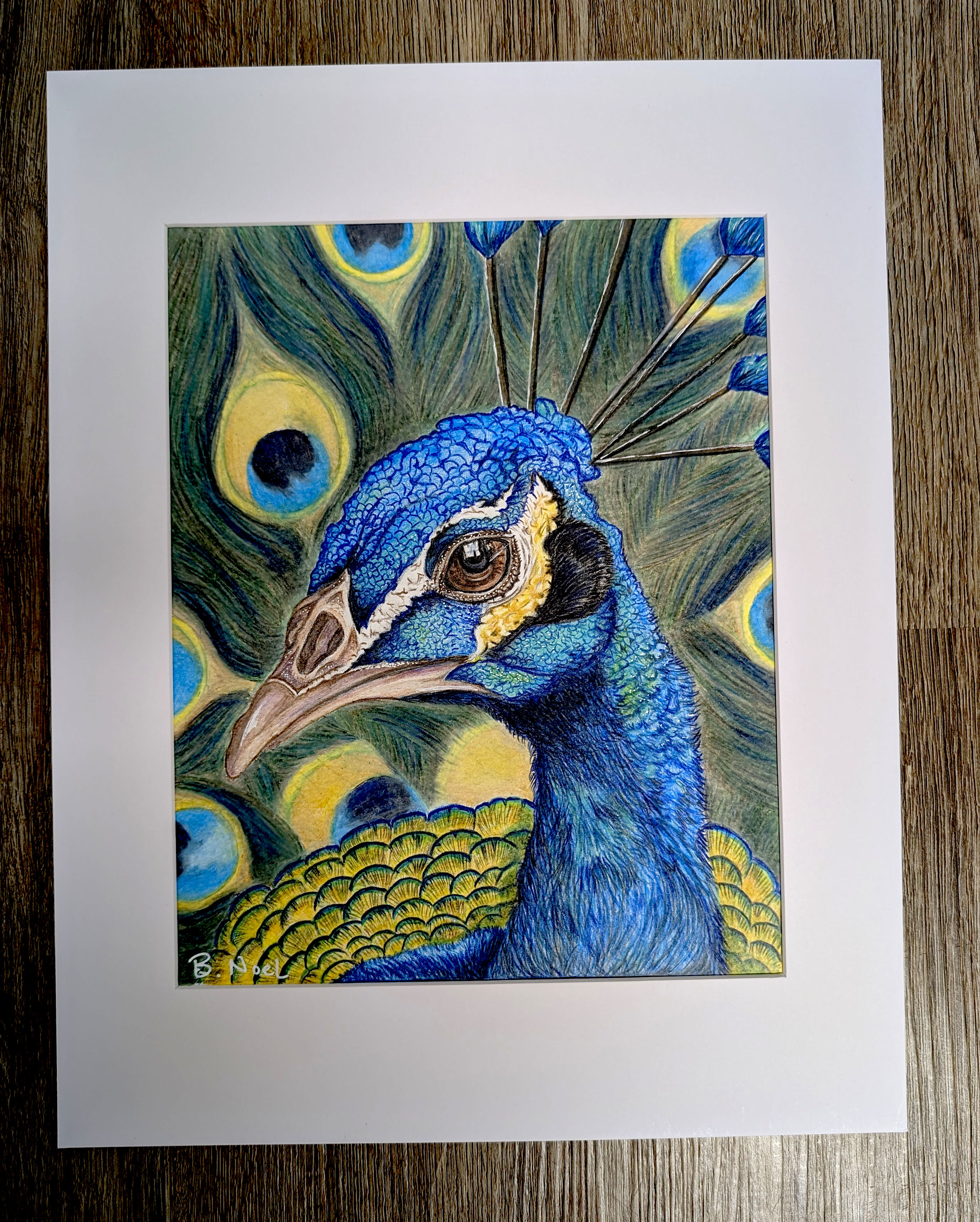 Peacock Original 11x14 Matted to 8x10