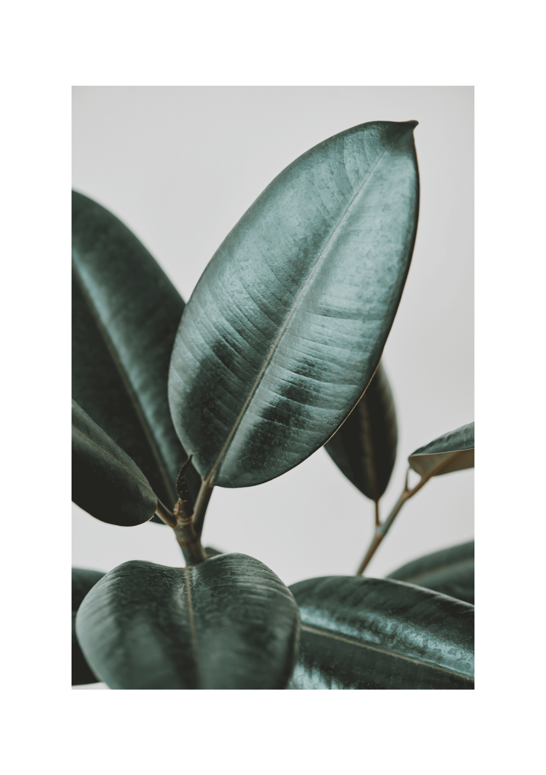 Botanik Sanat | Ficus Elastica Posteri/Çerçevesiz