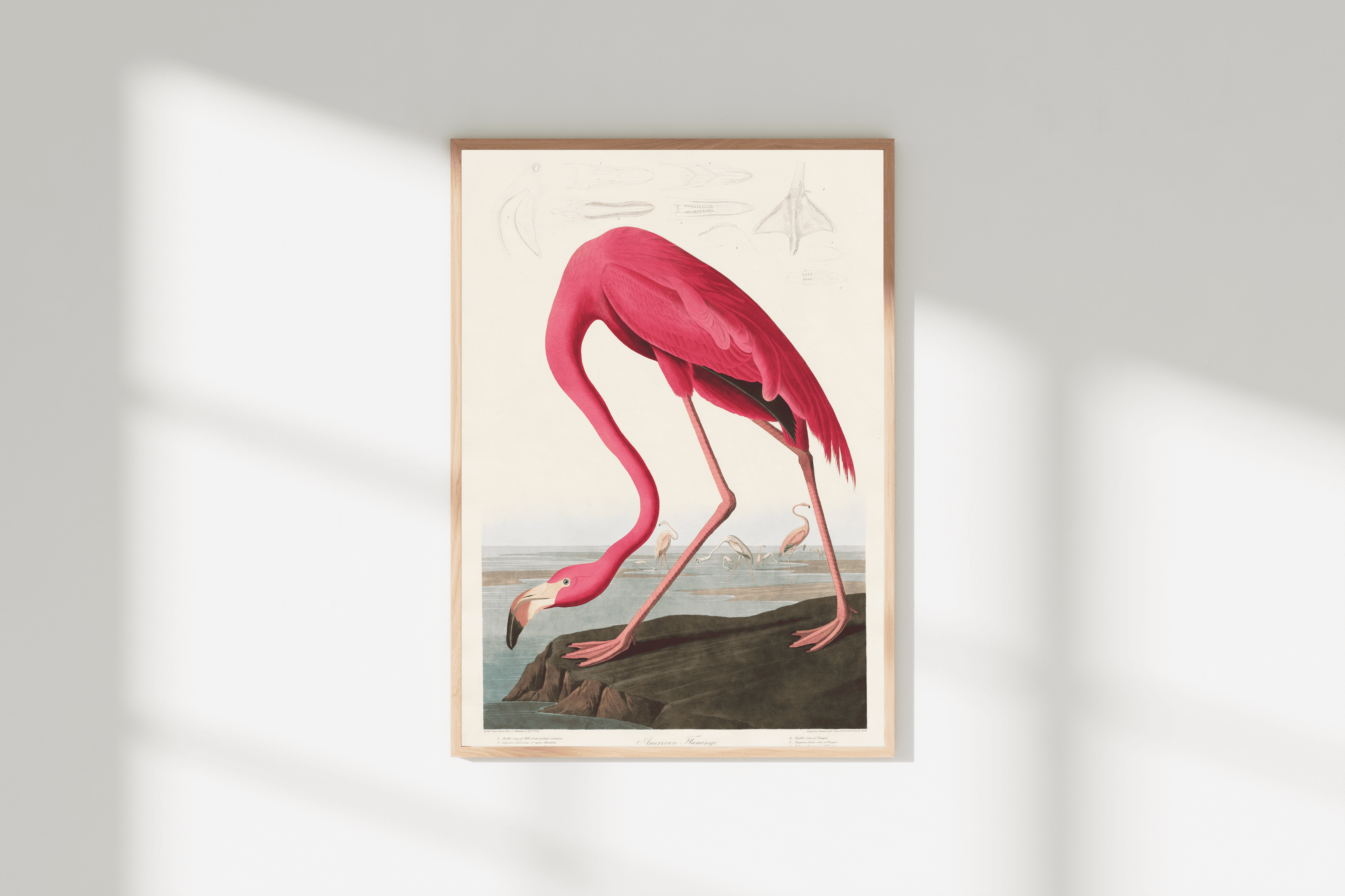 Doğa Sanatı | Pembe Flamingo Posteri/Çerçevesiz