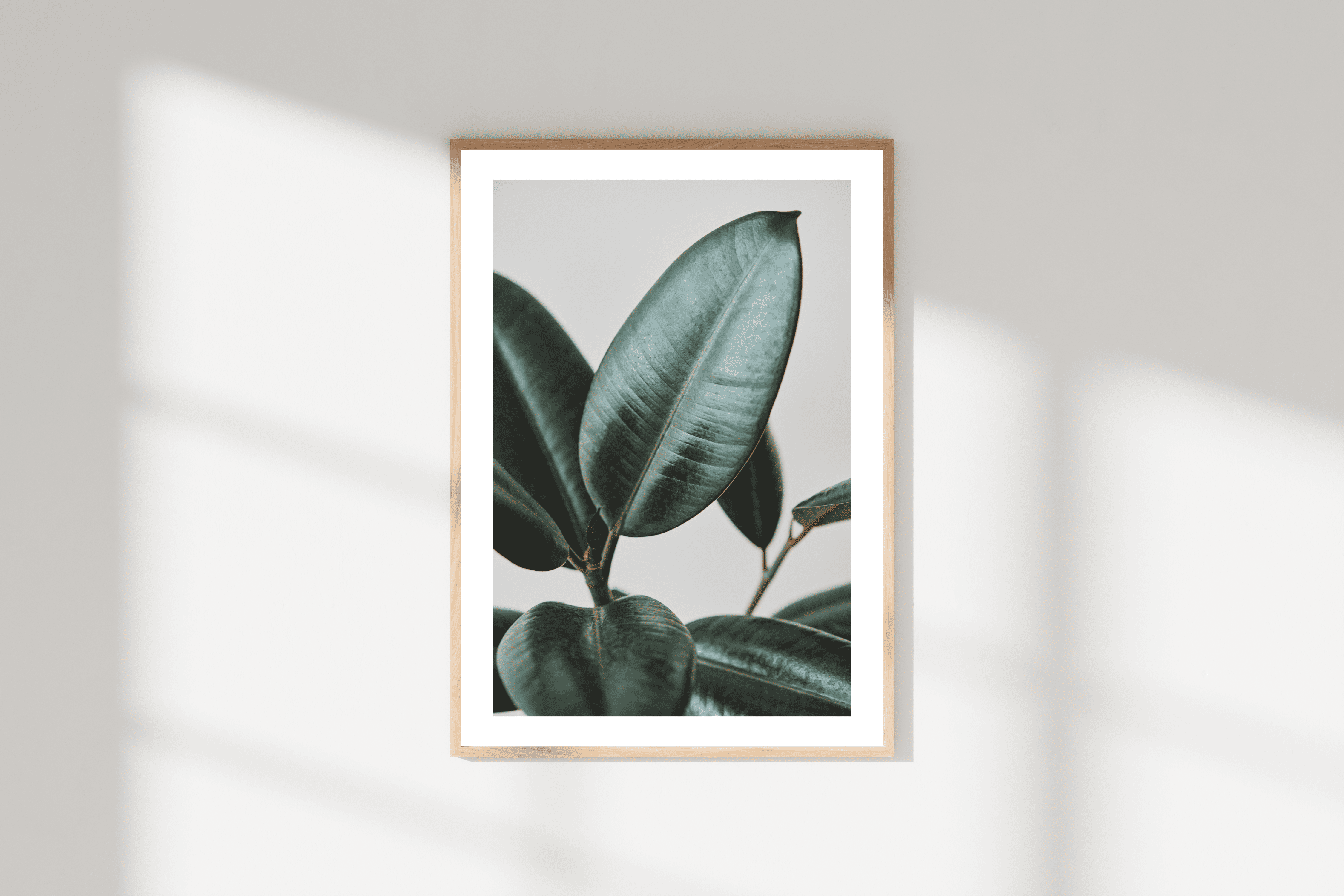 Botanik Sanat | Ficus Elastica Posteri/Çerçevesiz