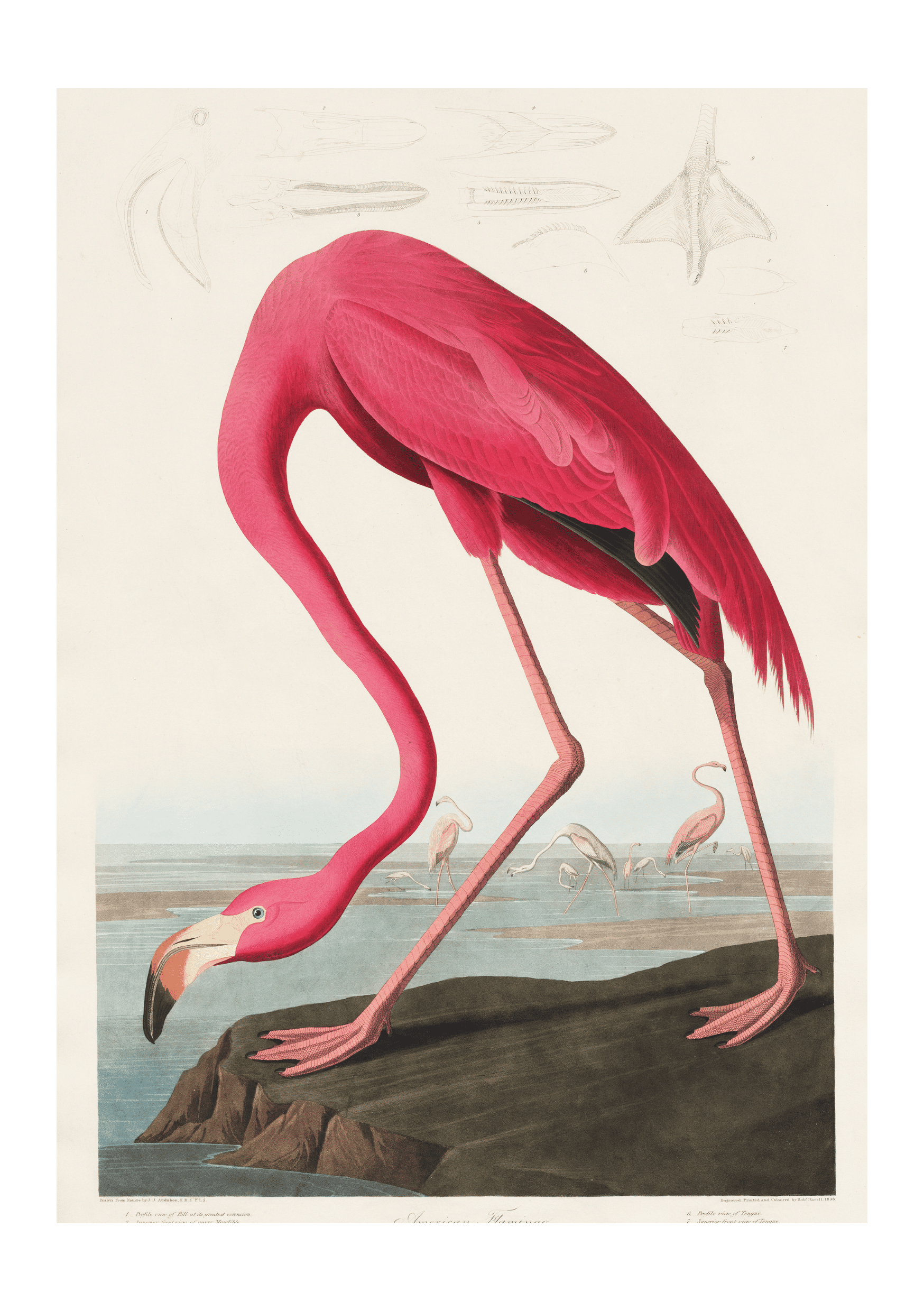 Doğa Sanatı | Pembe Flamingo Posteri/Çerçevesiz