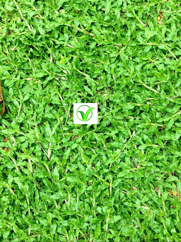 Thai Dwarf Pearl Grass