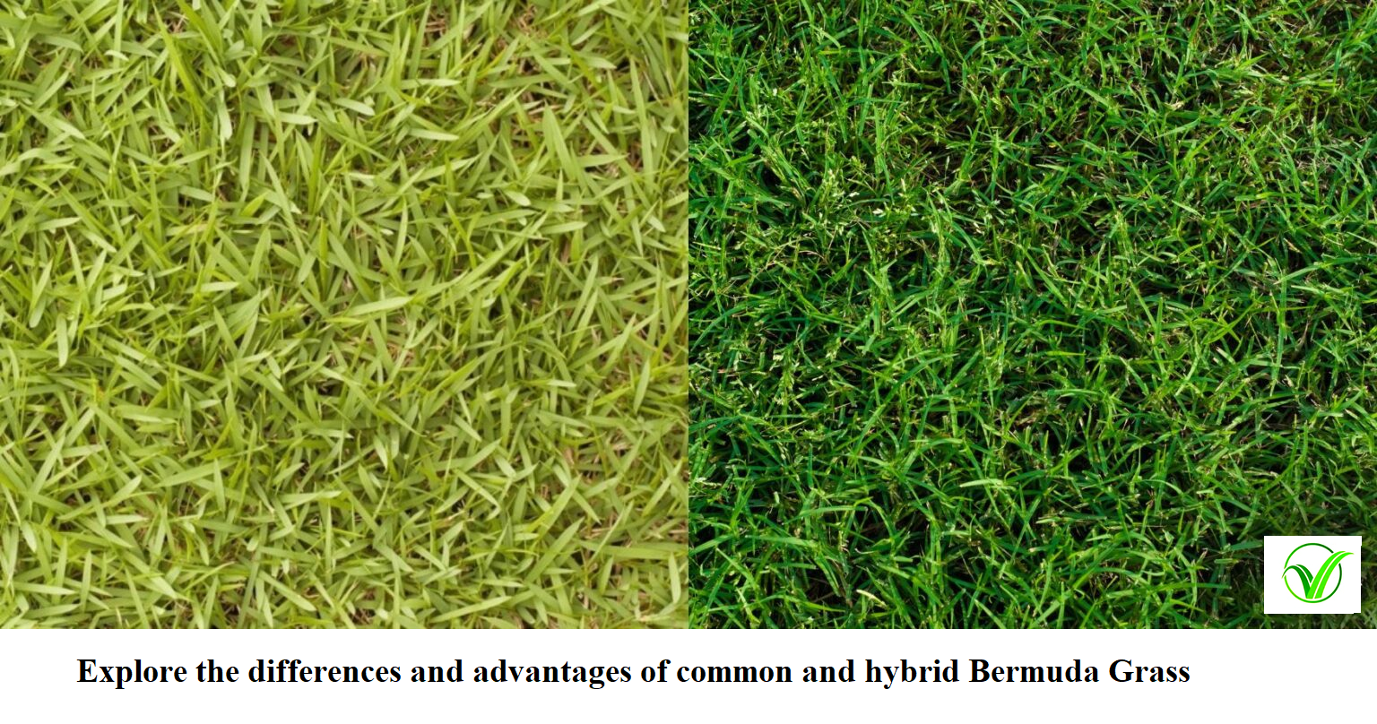 Hybrid Bermuda Tiffway 419 