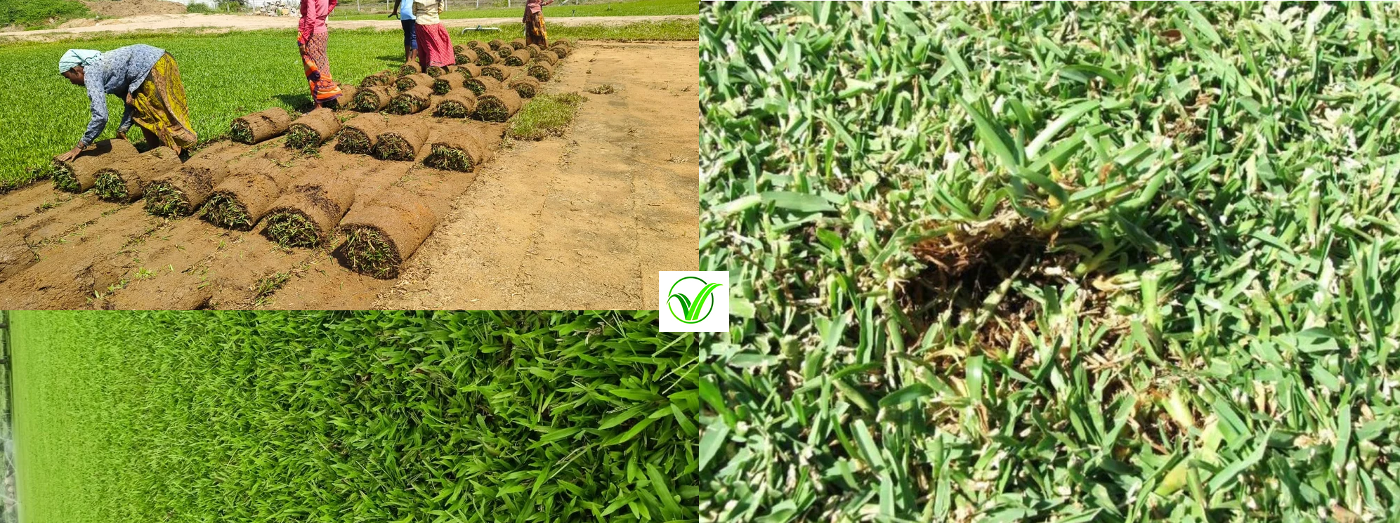 Shade Paspalum