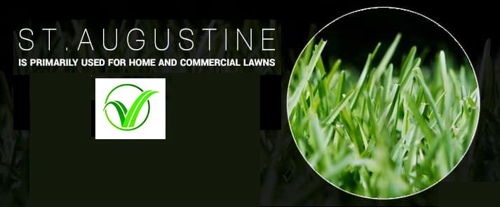 St. Augustine Grass