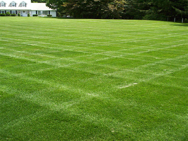 Korean carpet grass