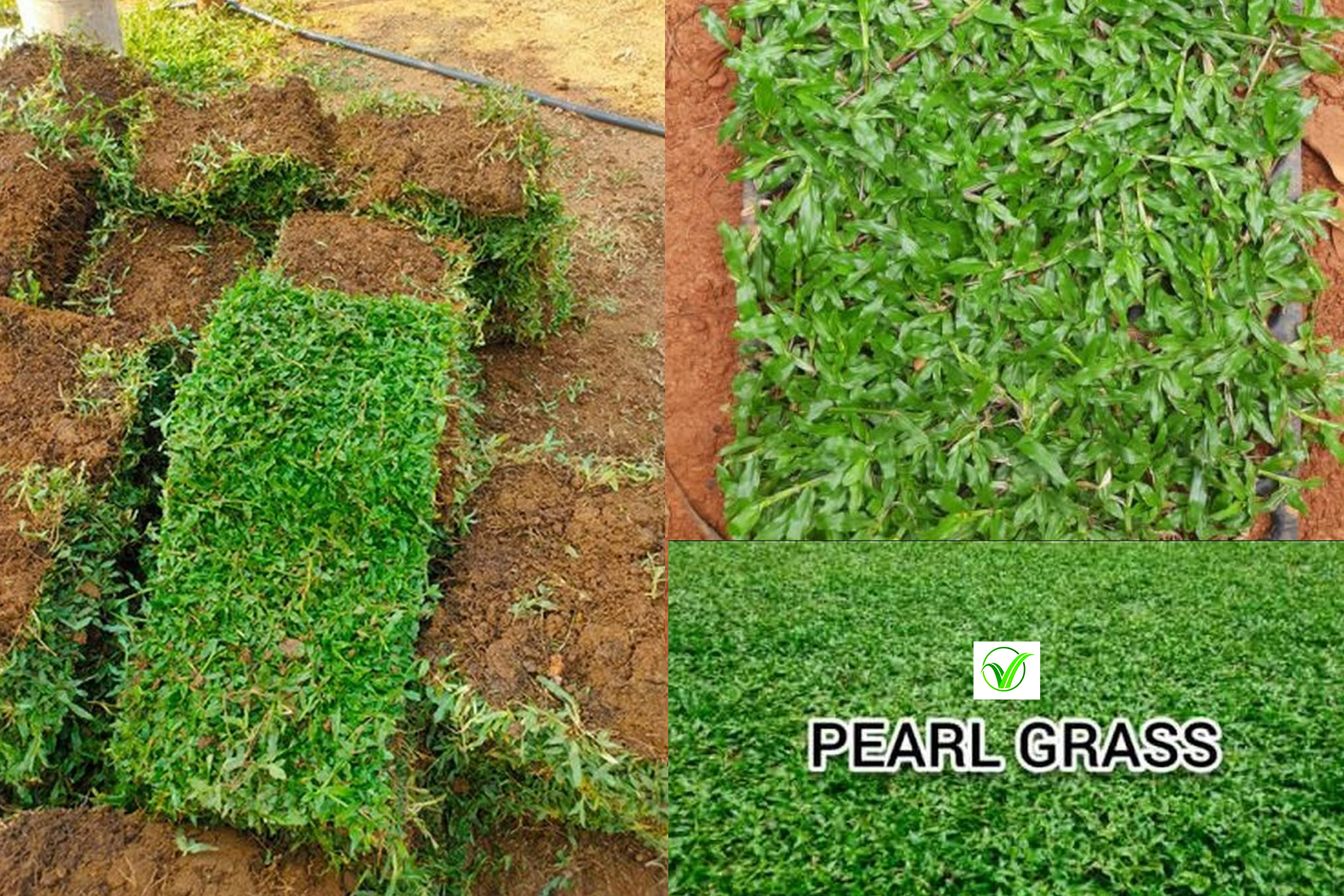 Thai Dwarf Pearl Grass