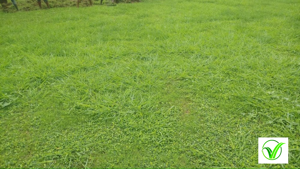 St. Augustine Grass