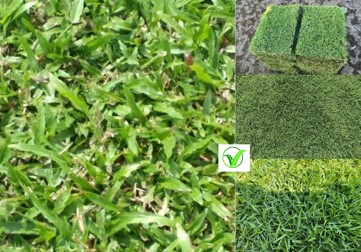 Shade Paspalum