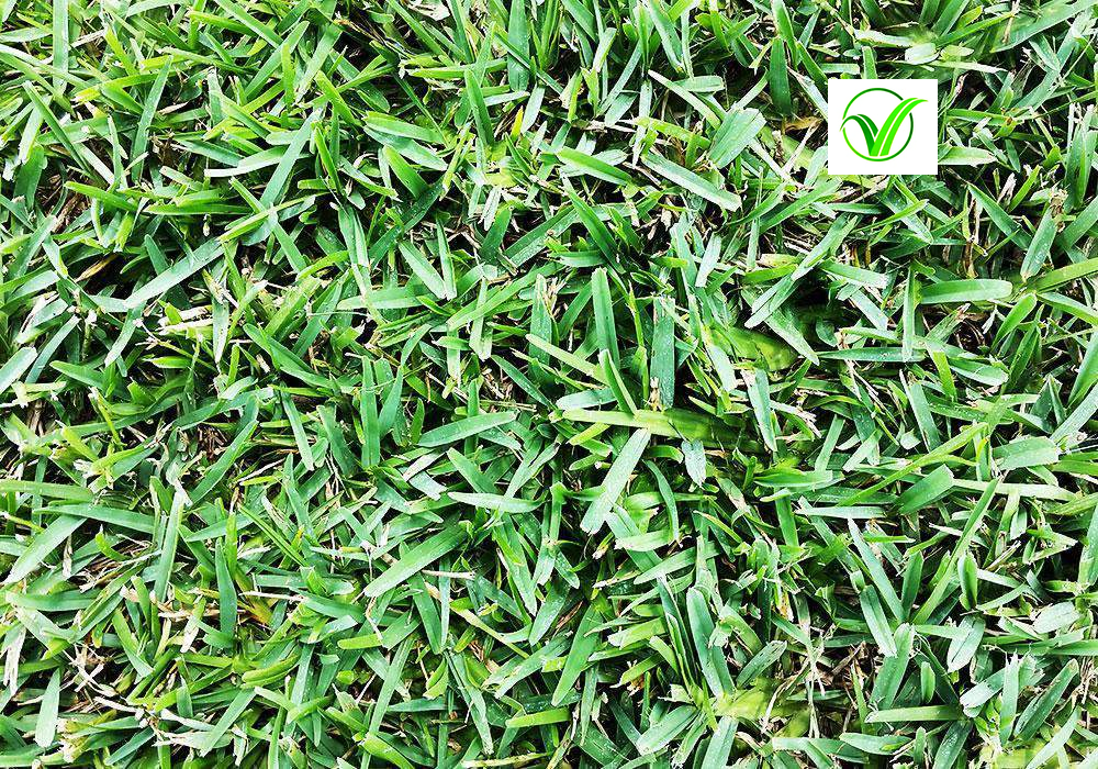 St. Augustine Grass