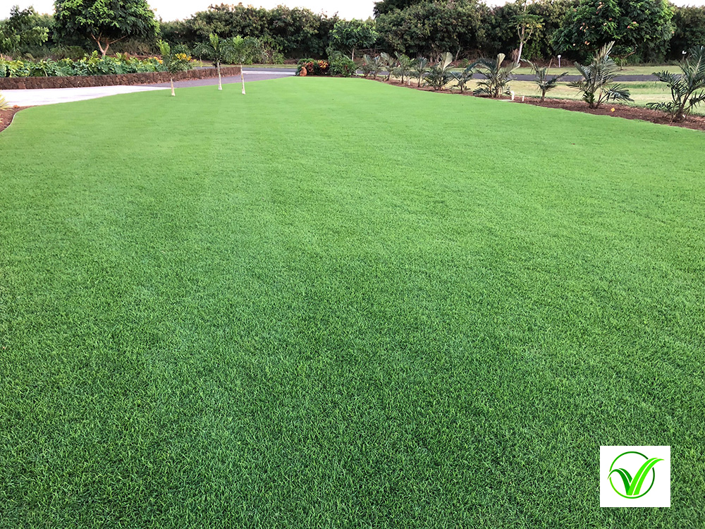 Seashore Paspalum