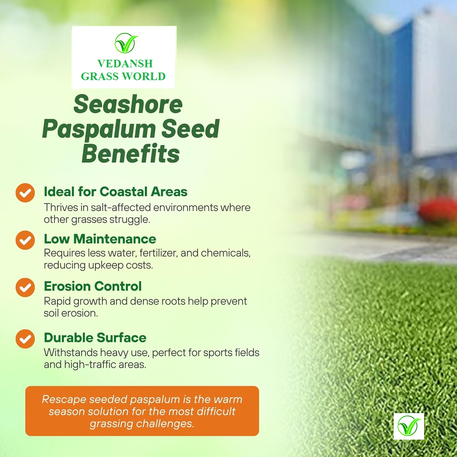 Seashore Paspalum