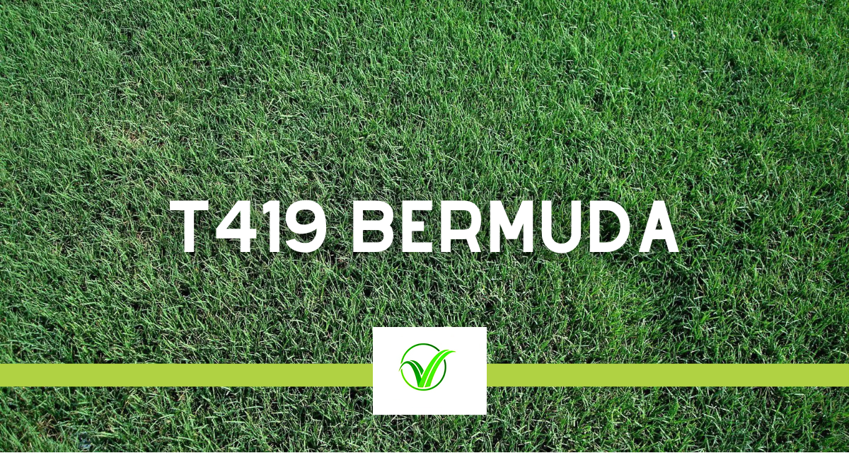 Hybrid Bermuda Tiffway 419 