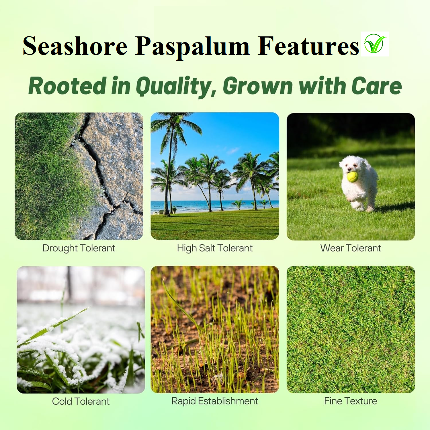 Seashore Paspalum