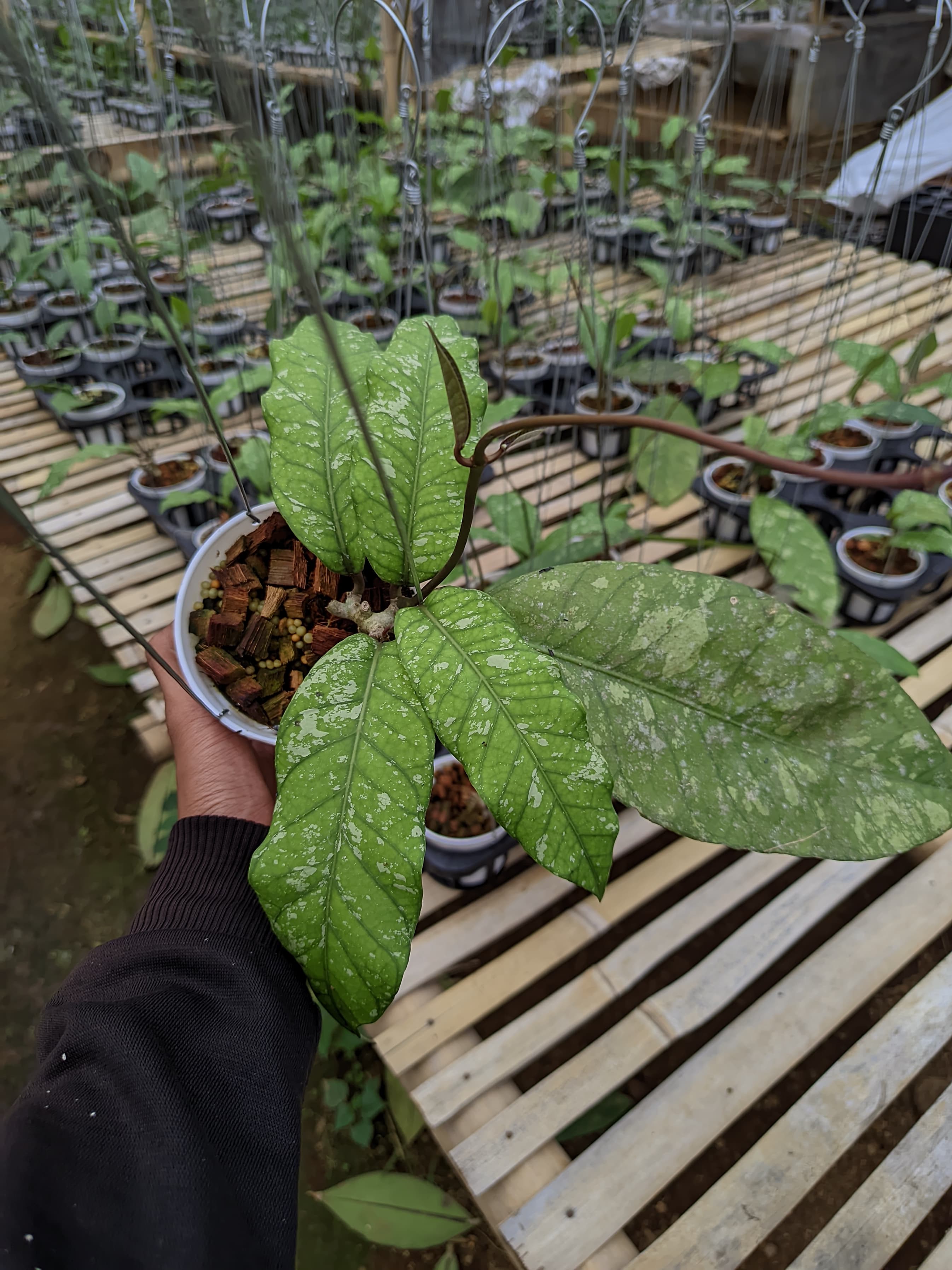 Hoya sp. Aceh 'Bur Perlak'
